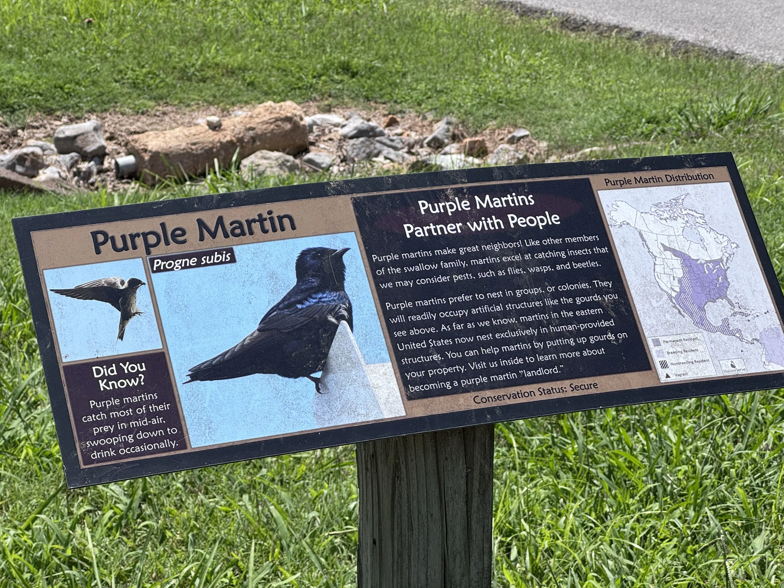 Purple martin info.jpeg