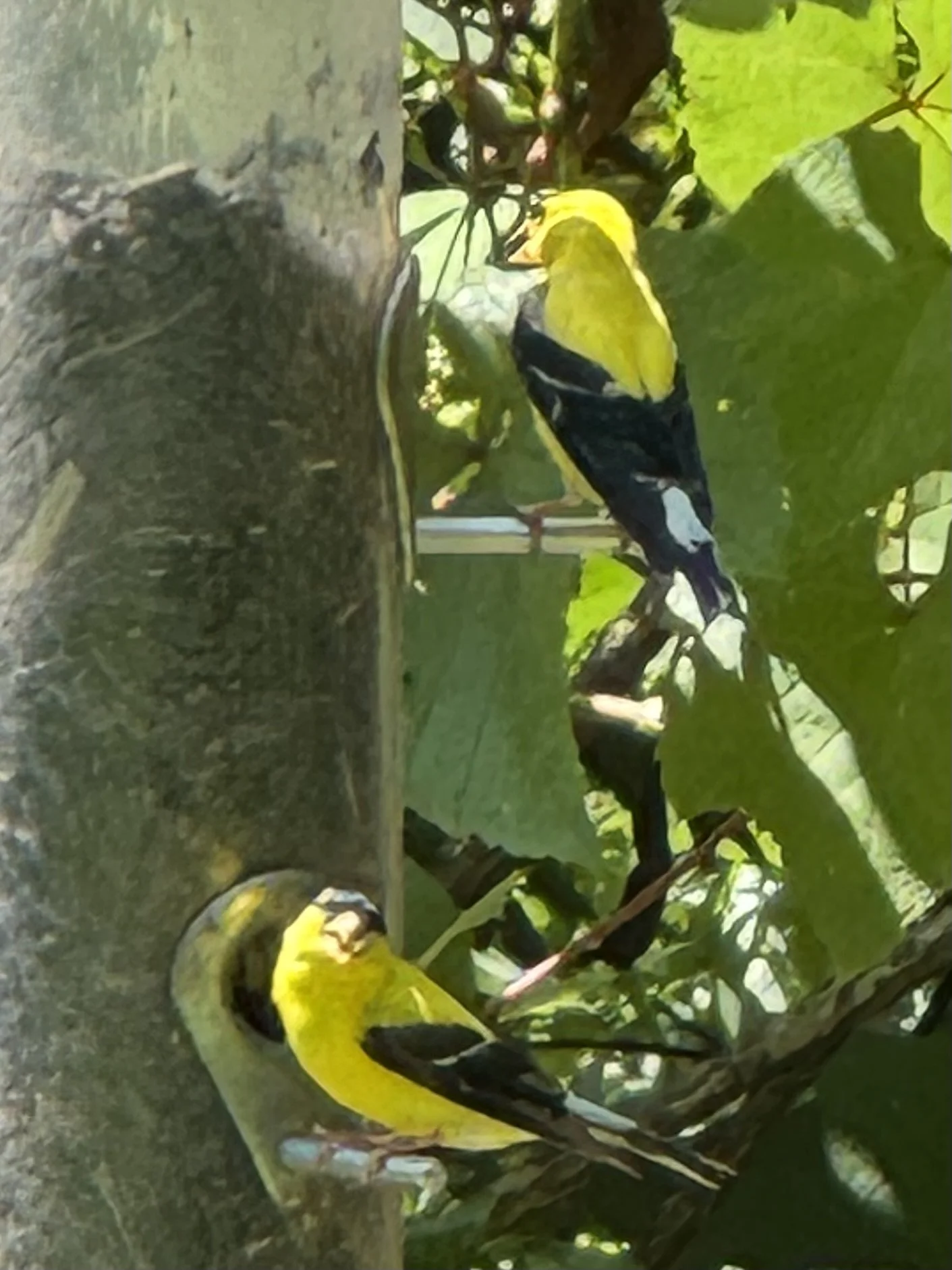 Wildlife rescue.jpeg
