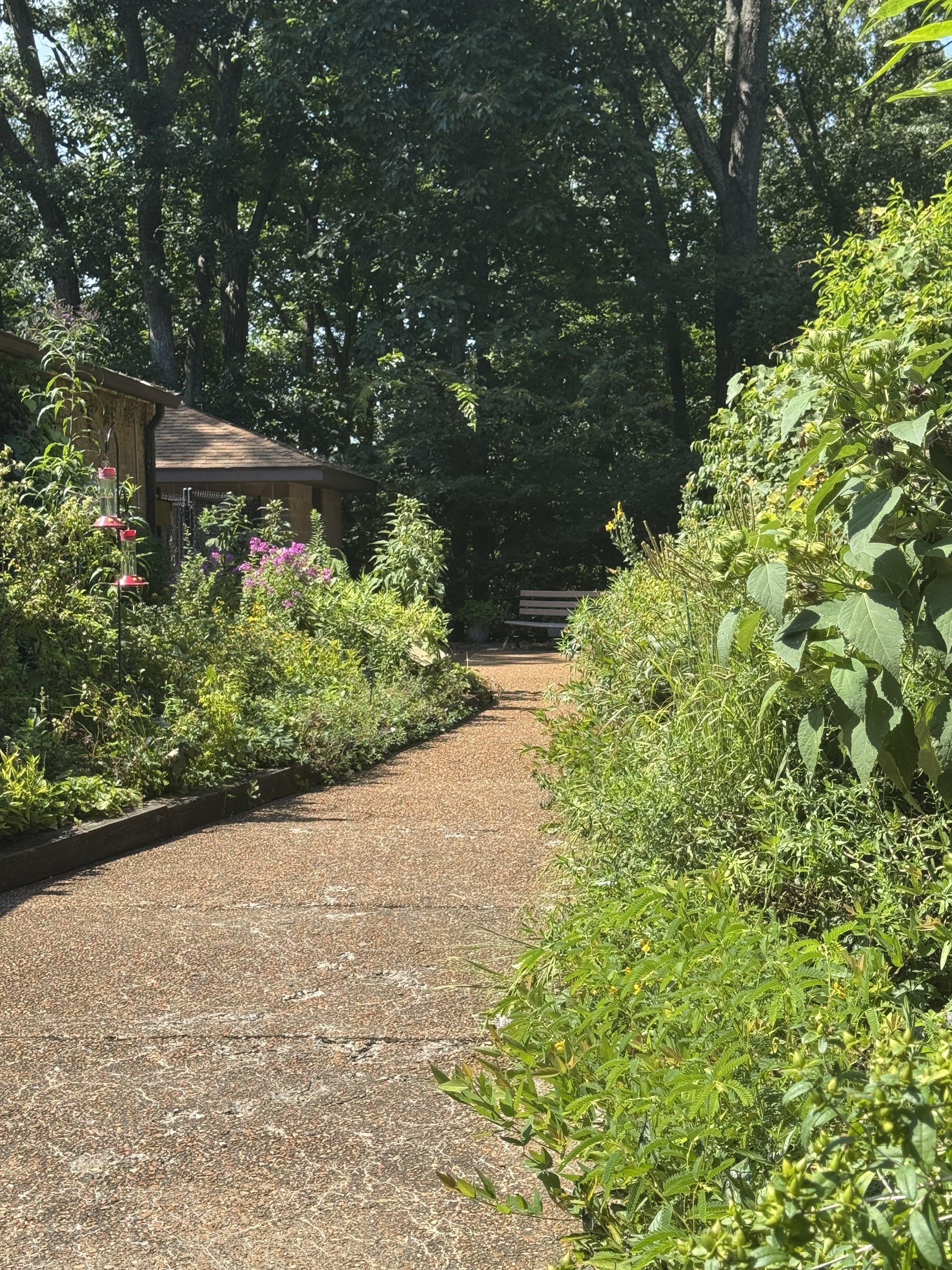 Wildflower garden 2.jpeg