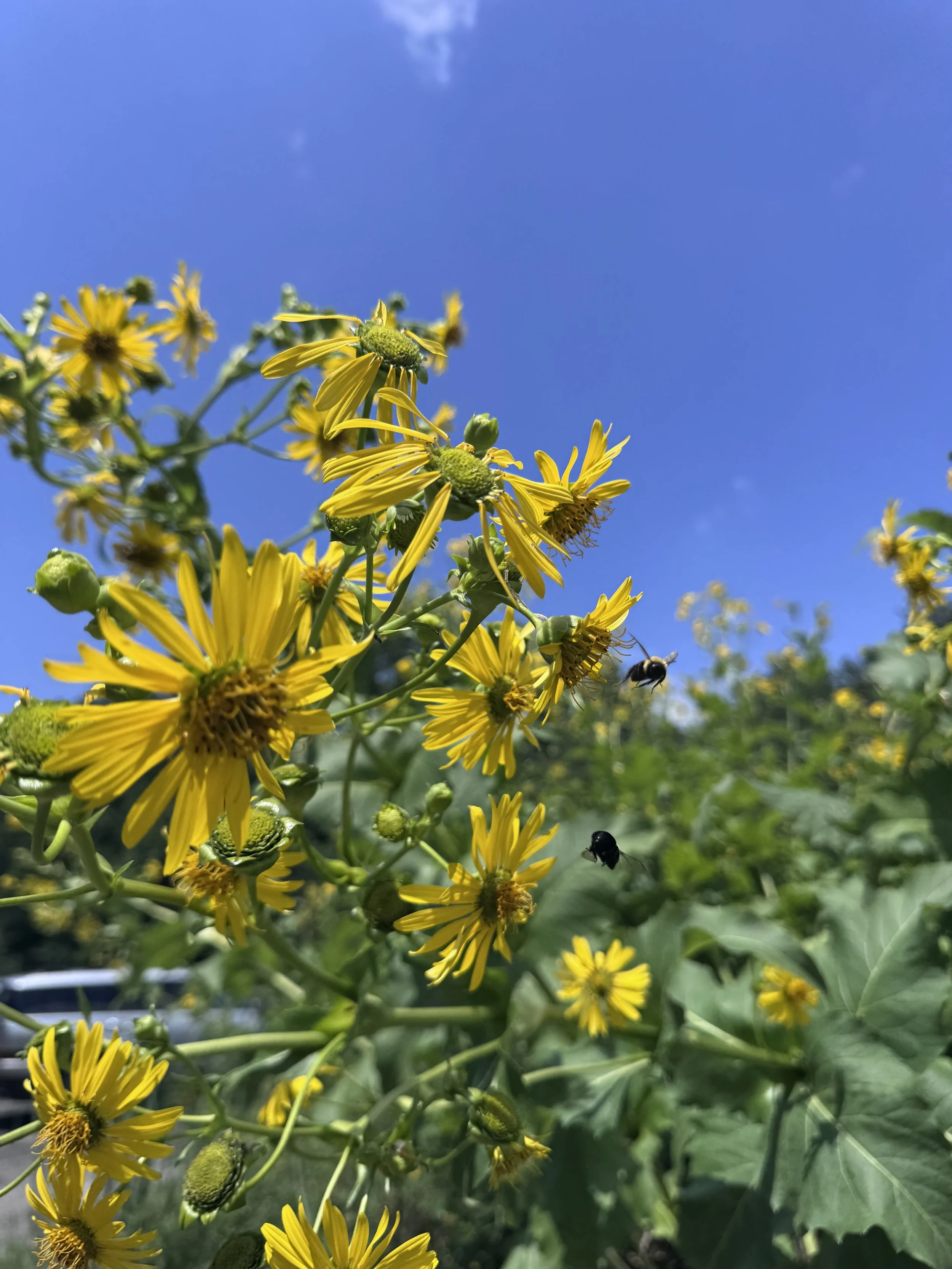 Yellow flowers.jpeg