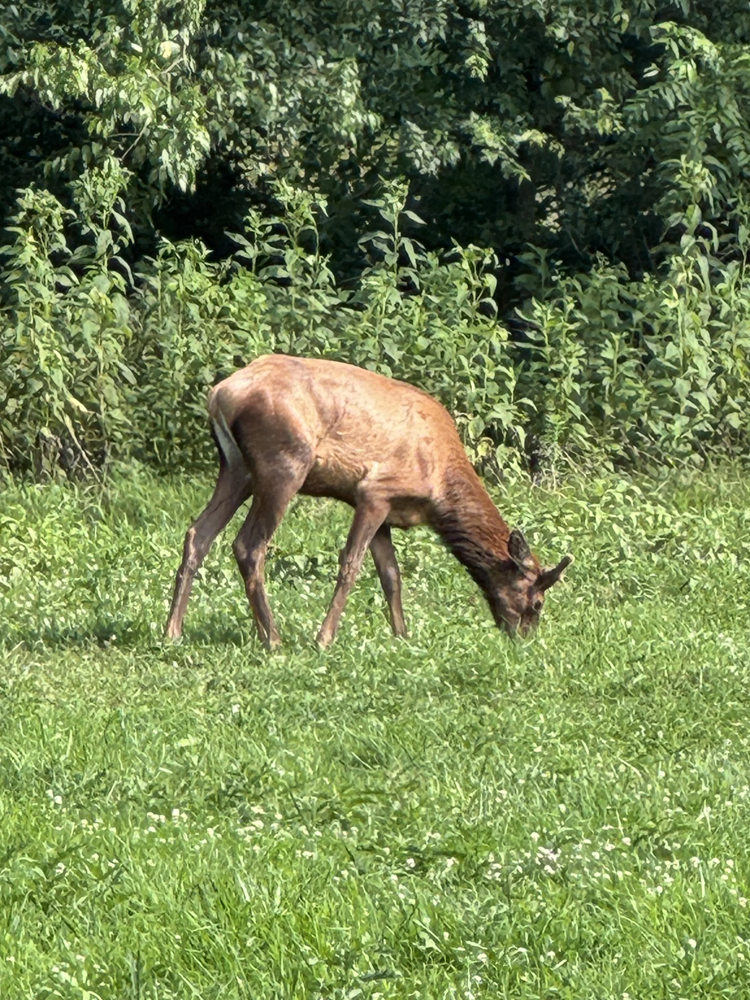 Deer eating grass.jpg
