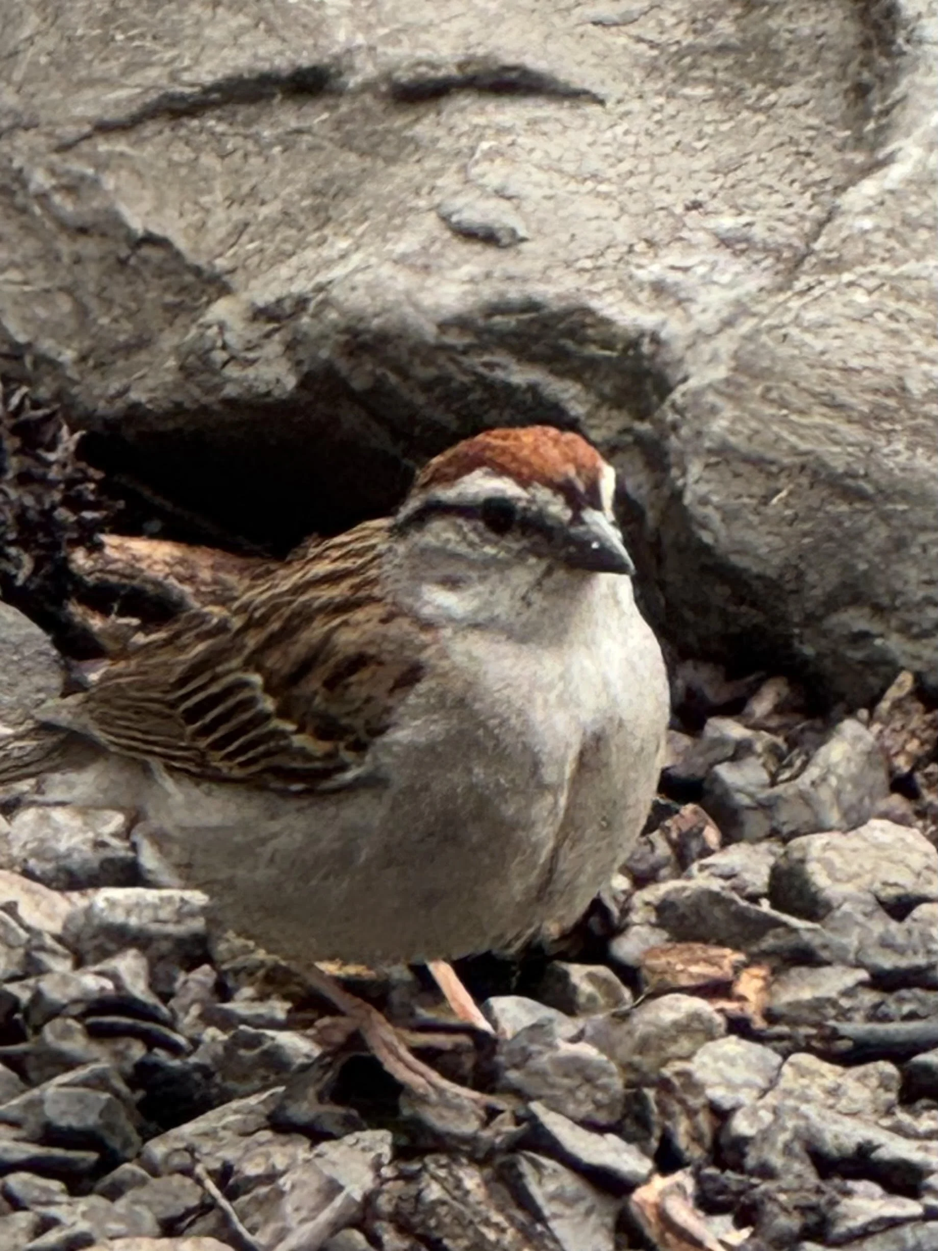 Sparrow.jpg