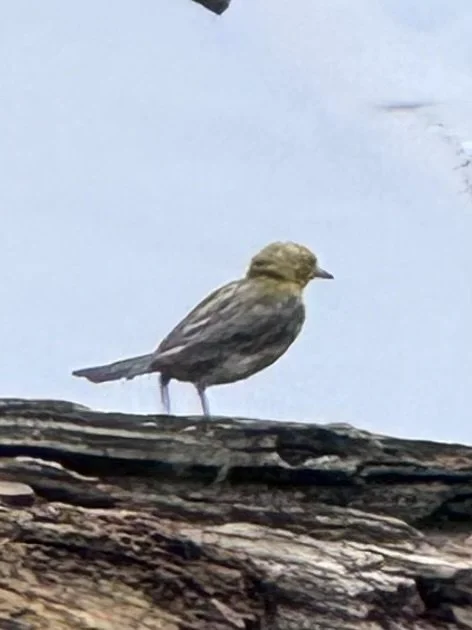 Little bird.jpeg