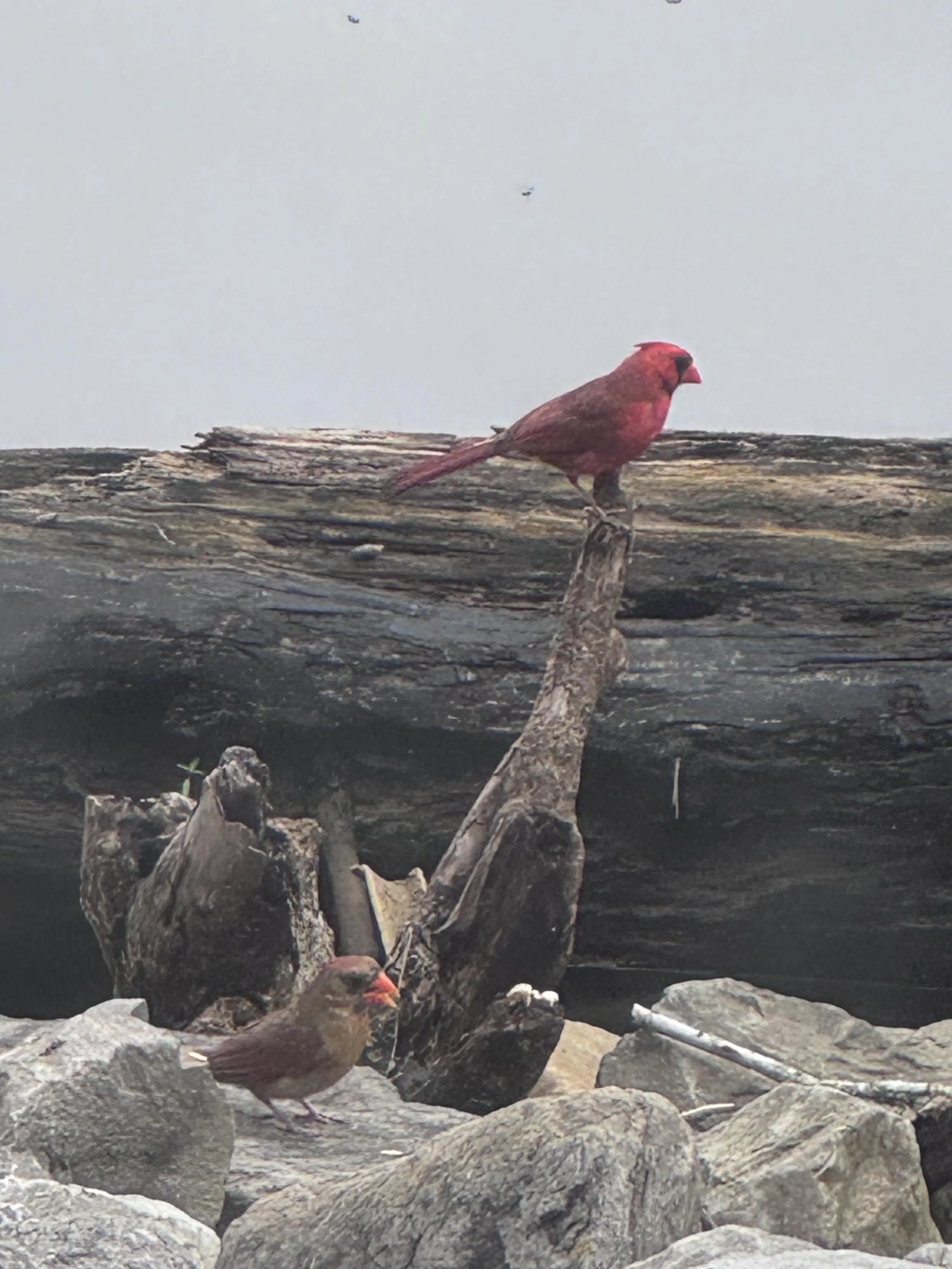 Male and female cardinal.jpg