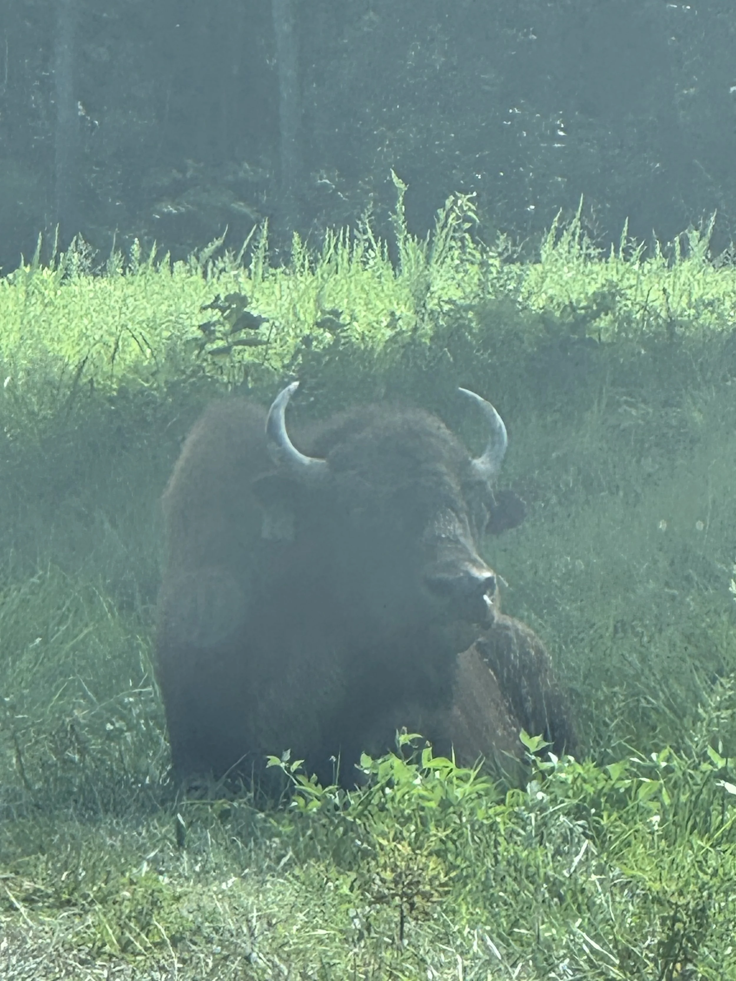 Buffulo lying in grass.jpeg