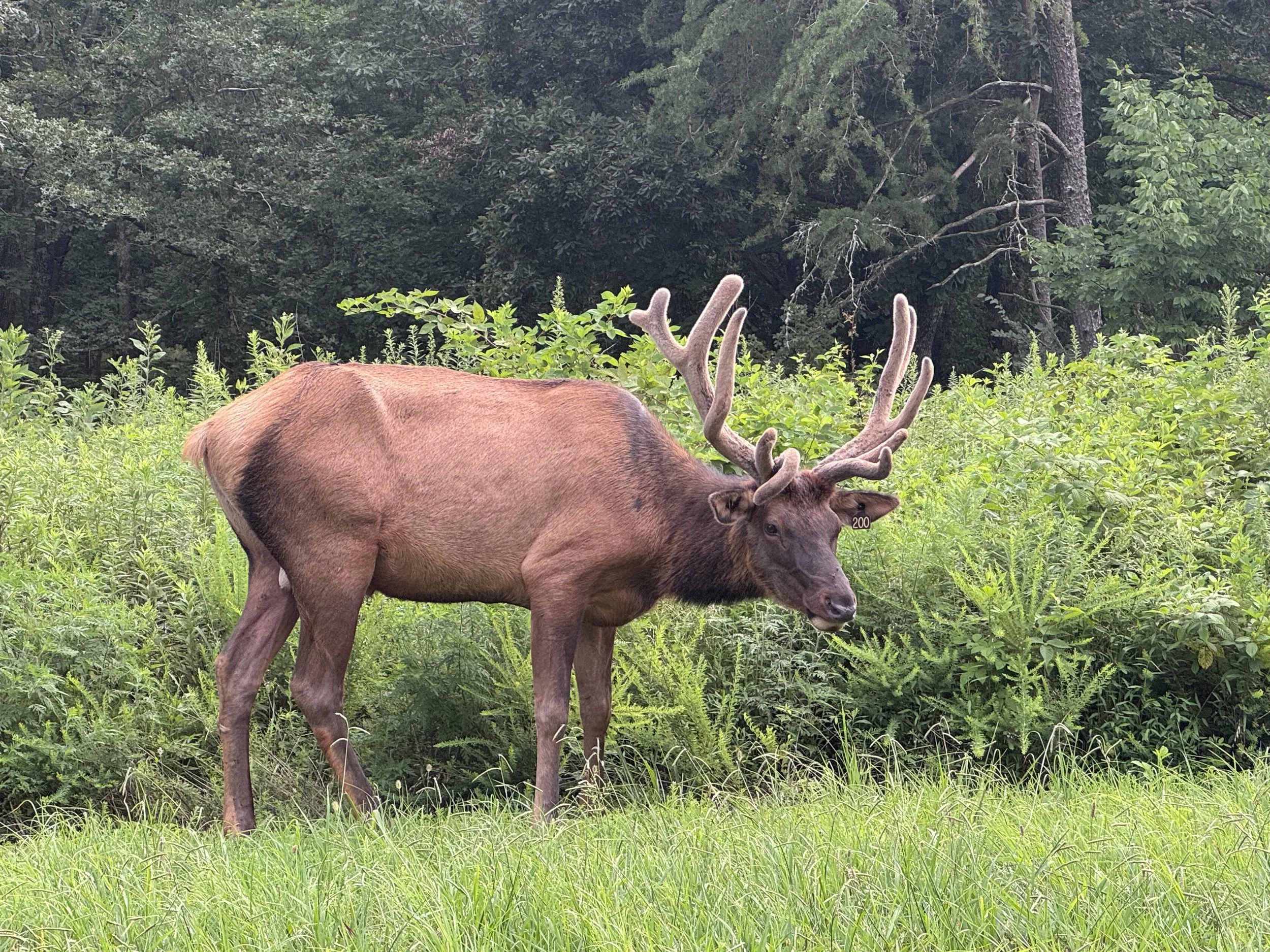 Elk 1.jpeg