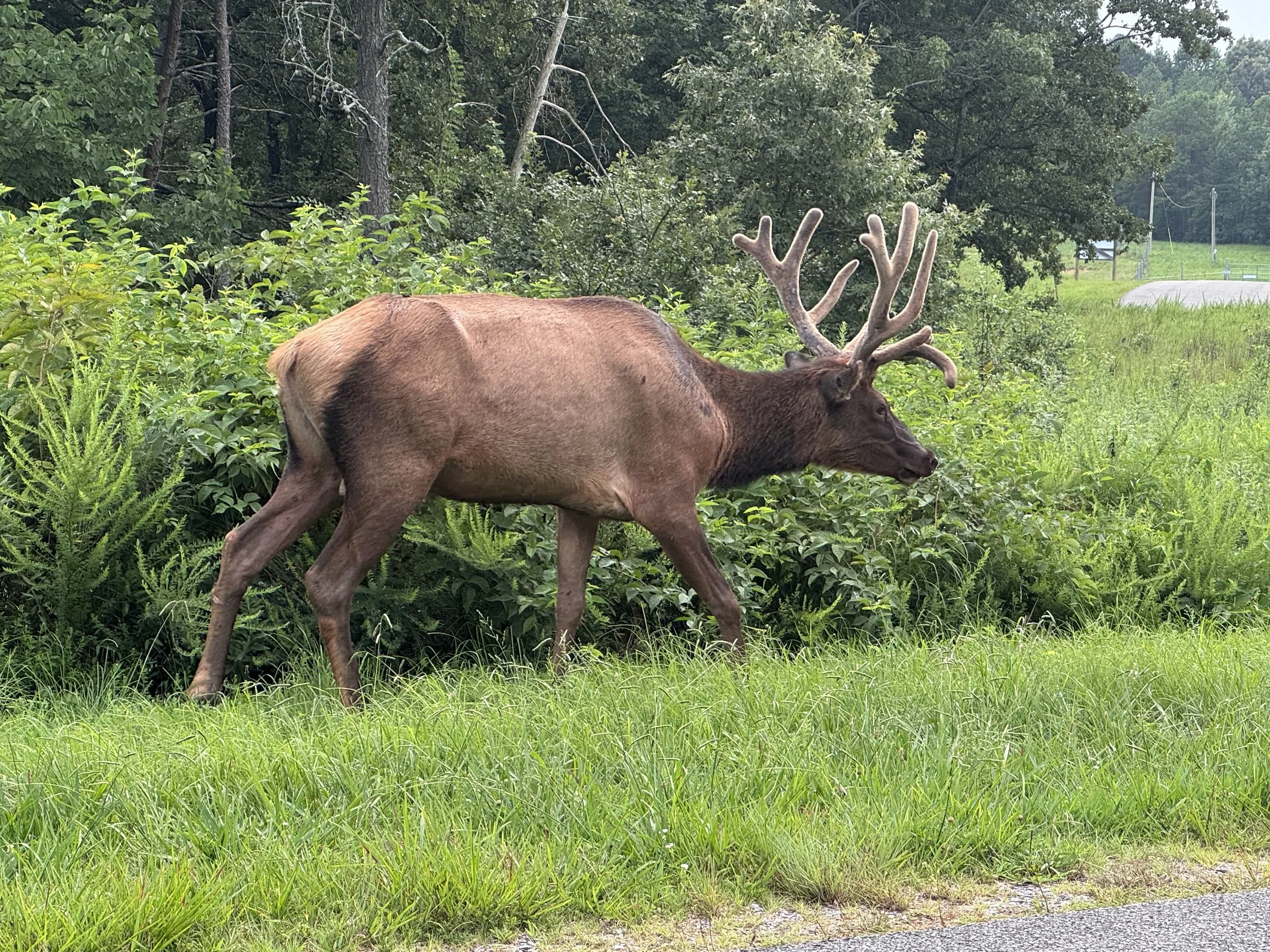 Elk 4.jpeg