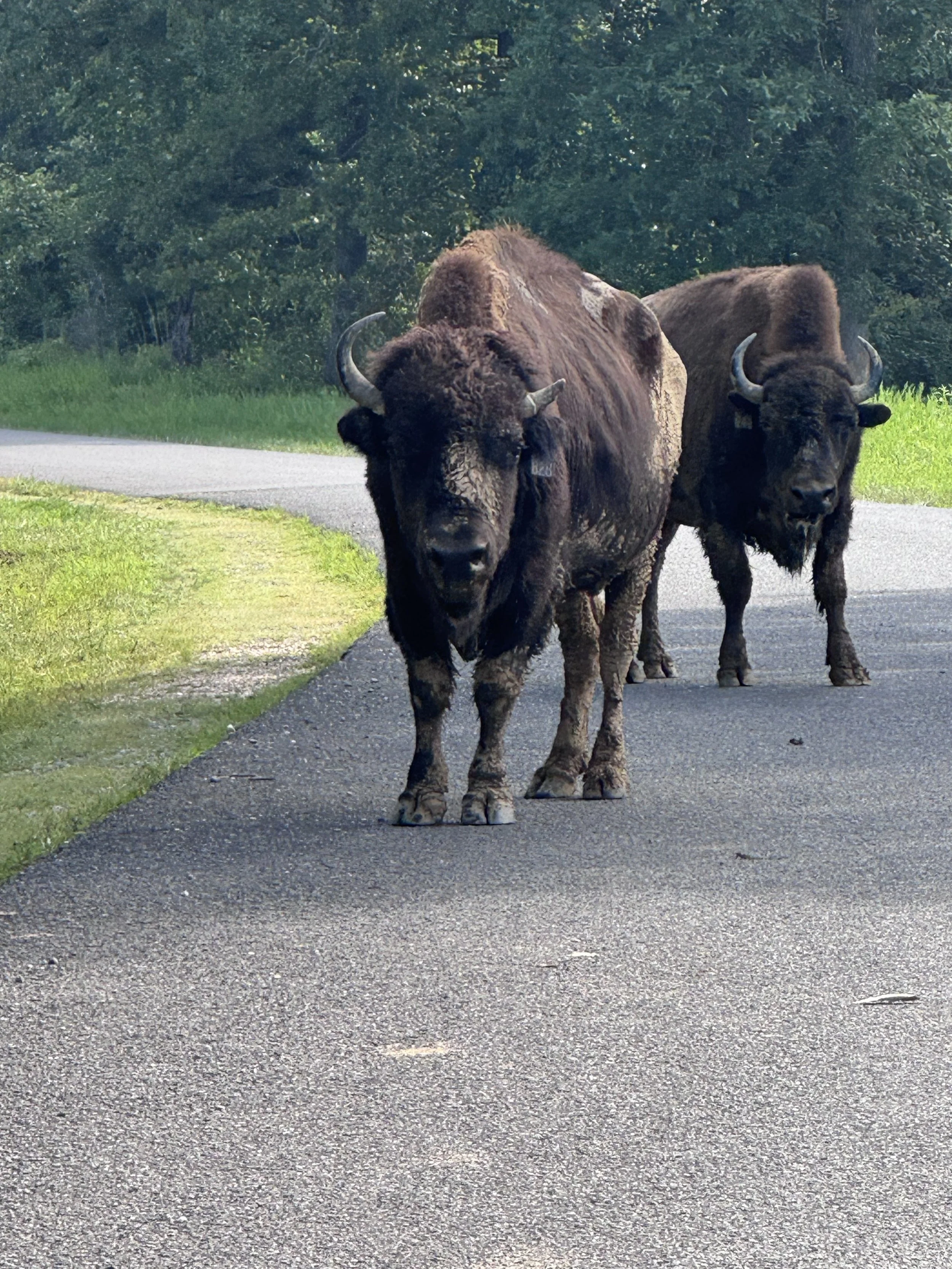 Buffulo in road.jpeg