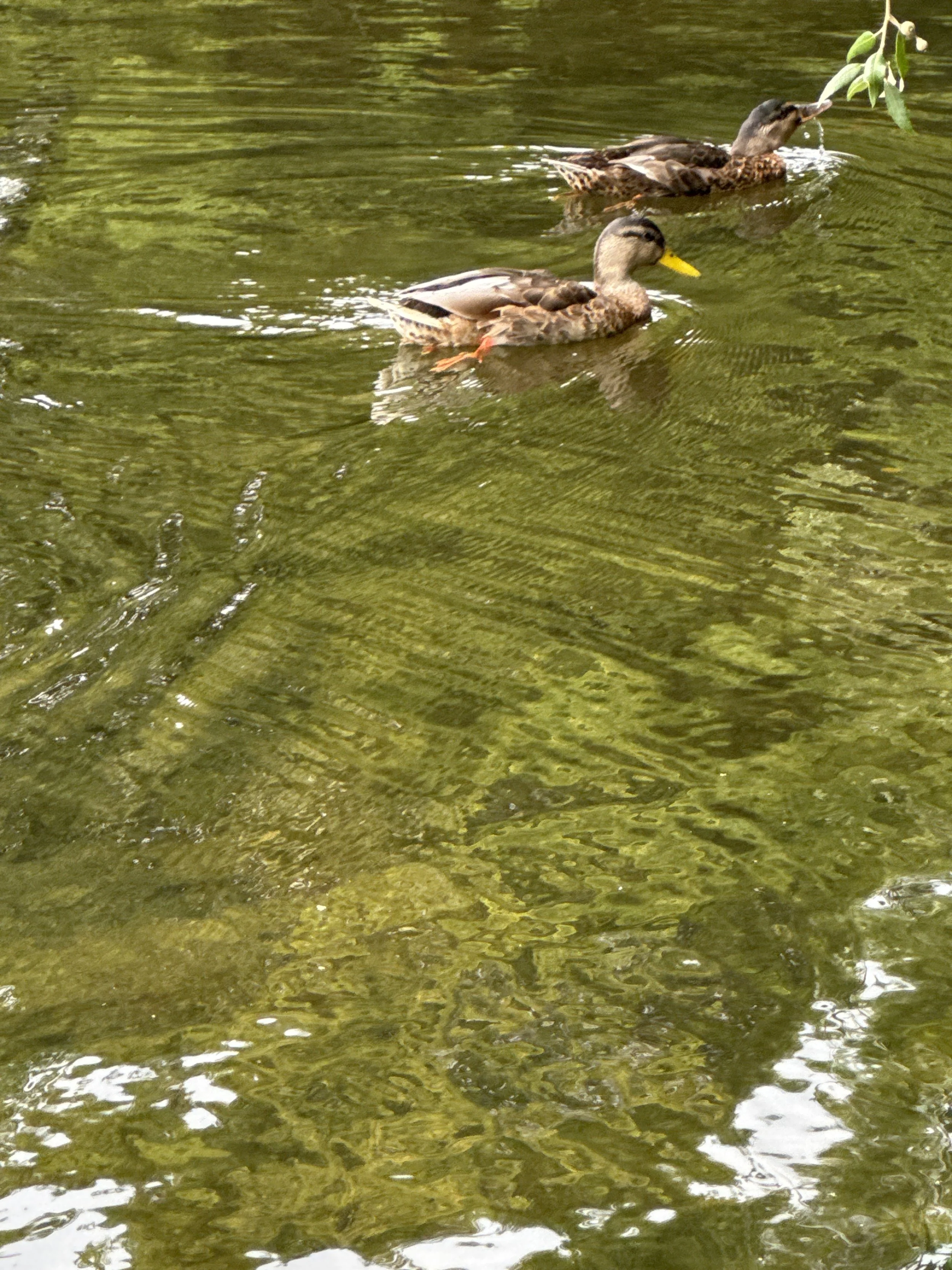 St. Stephens bird 1.JPG