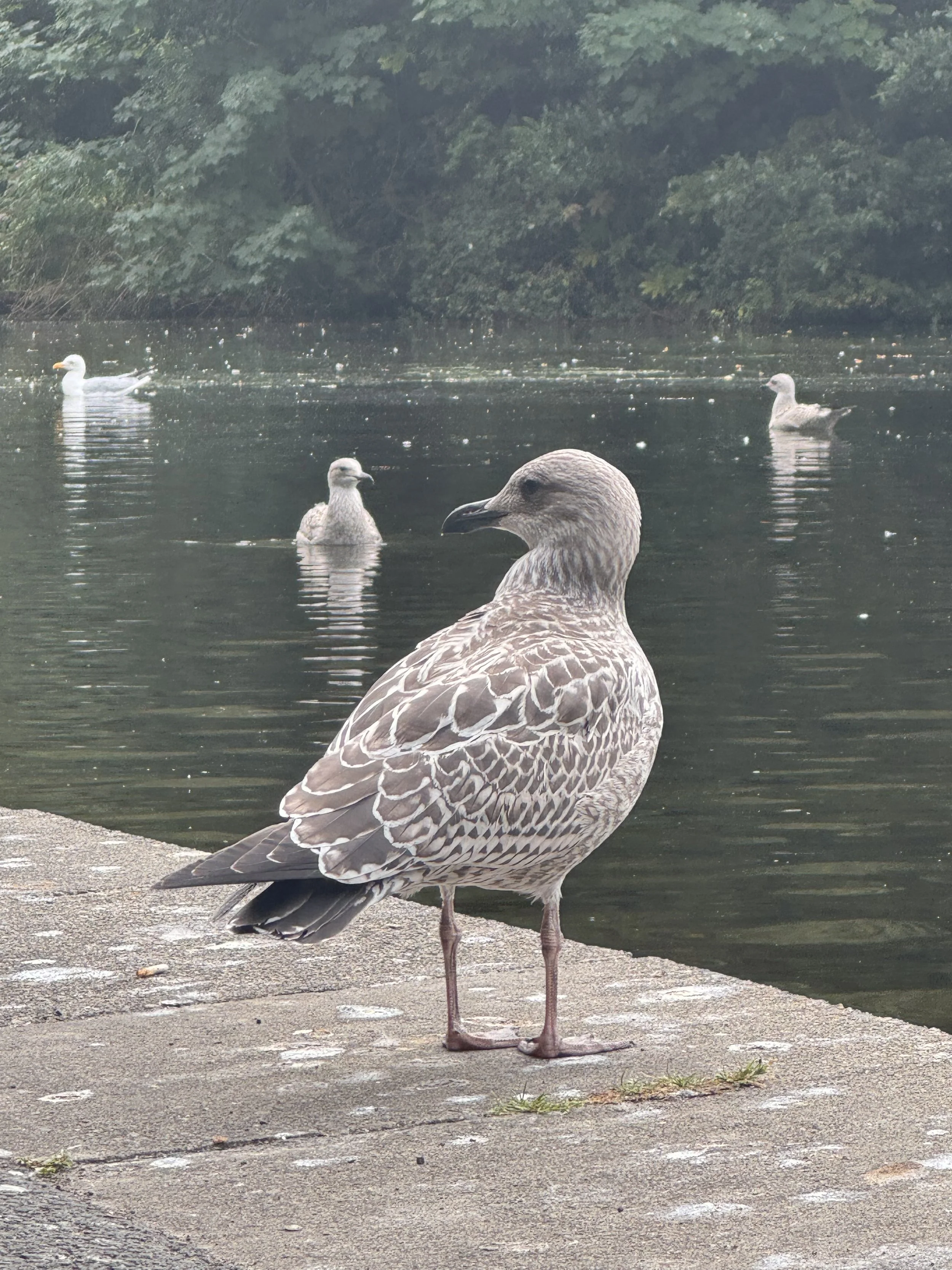 St. Stephens bird 2.jpeg