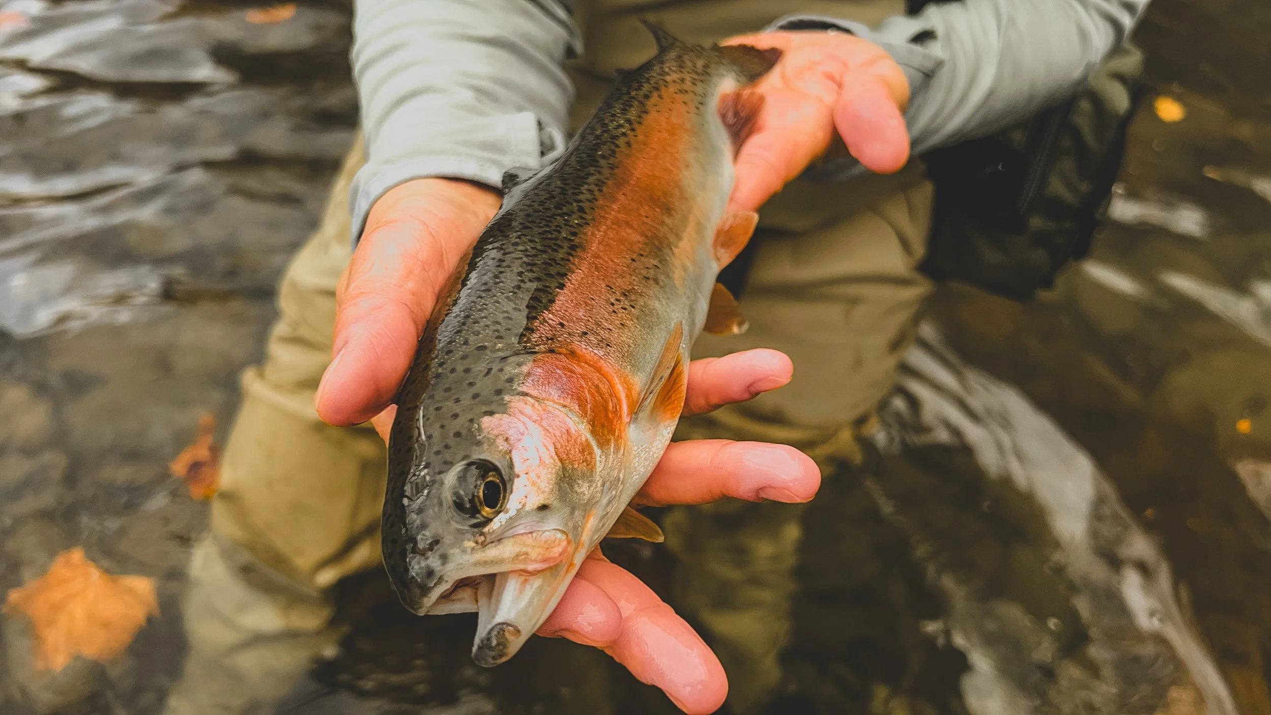 Lake Erie Steelhead, PA