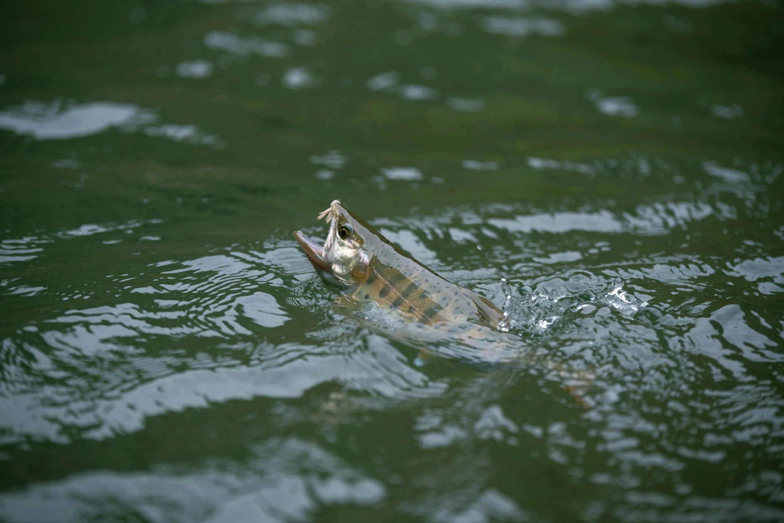 A fish leaping out of green water, mouth open, with a lure hooked in its upper jaw.