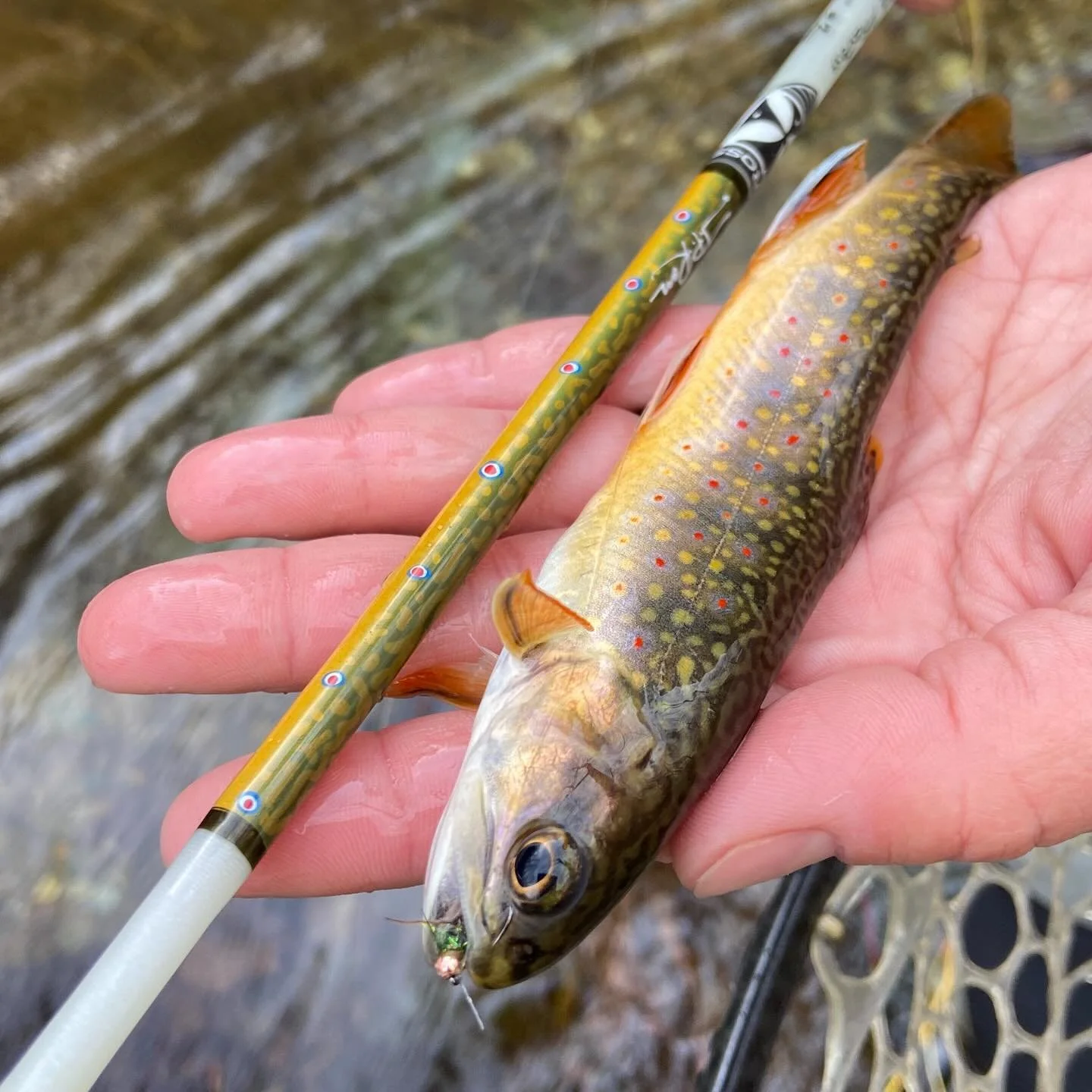 Want to catch some wild fish like this little Brookie? 

Join us for a DIY fishing trip to Shenandoah National Park in early May. Just posted to our website!

🎣 Chesapeake Women Anglers is a 501(3)c non-profit women-led club based in the Virginia / 