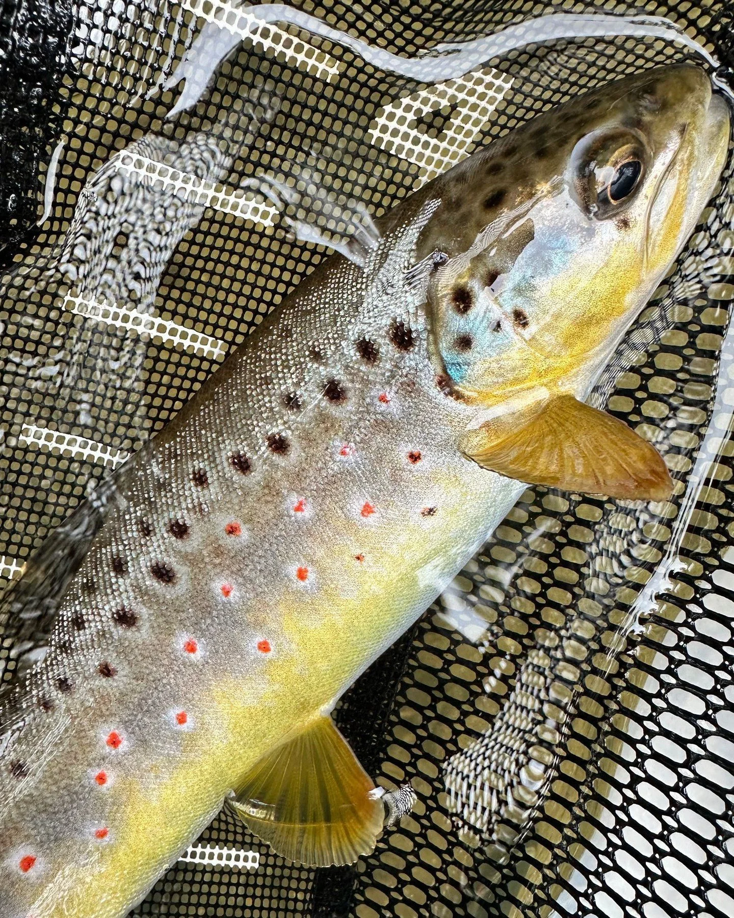 Look at the colors on this guy! Become a member and let&rsquo;s go find some more wild browns. 

🎣 Chesapeake Women Anglers is a 501(3)c non-profit women-led club based in the Virginia / Maryland / Washington, DC area that fosters women&rsquo;s part