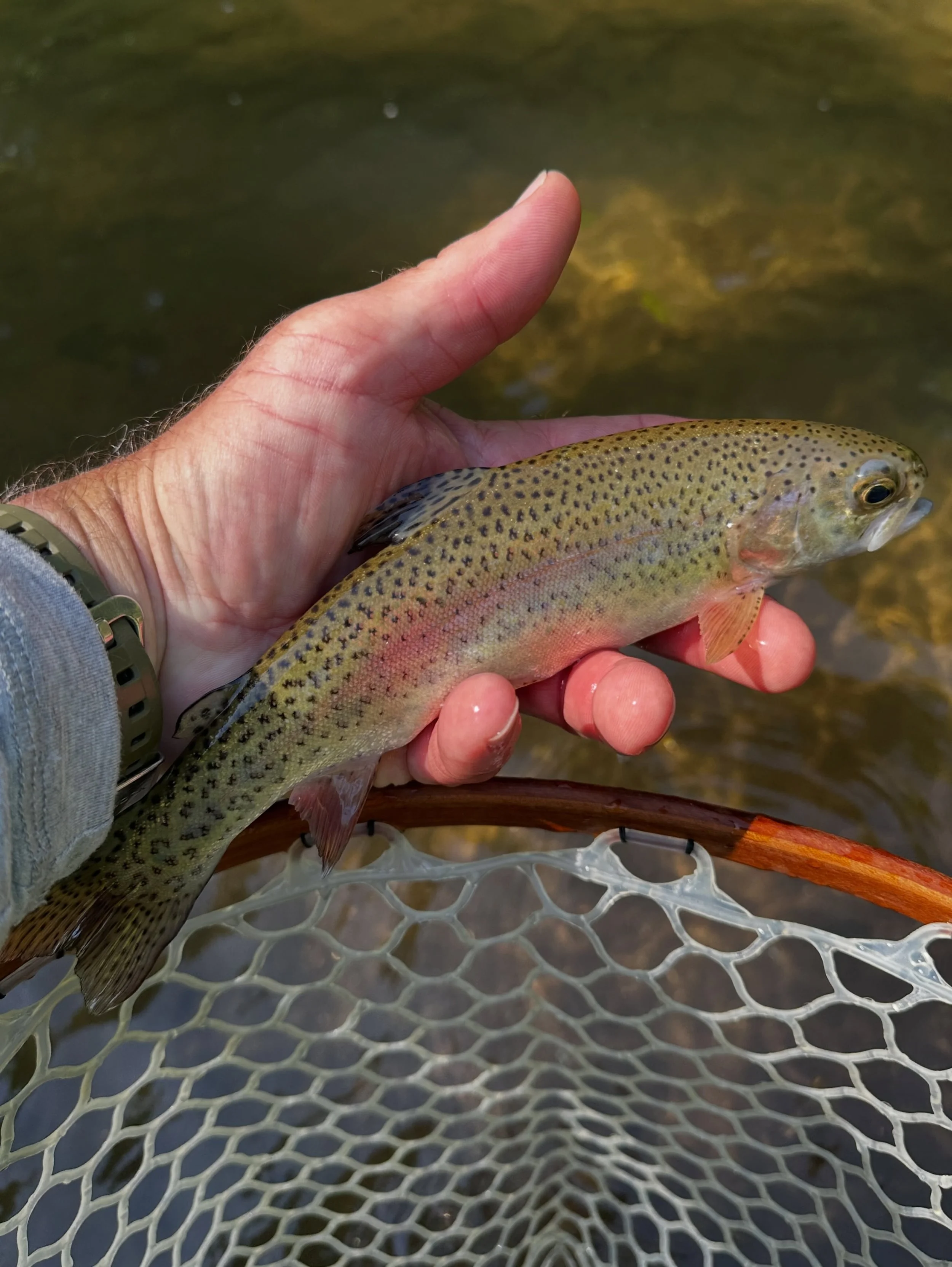 CWA member Jeni spent a beautiful day out with guide @flysindisguise getting a lesson on euro nymphing. Using a guide is a great way to get a start on your fly fishing journey or learning a new technique. Always a fun time Bryan!

🎣 Chesapeake Women