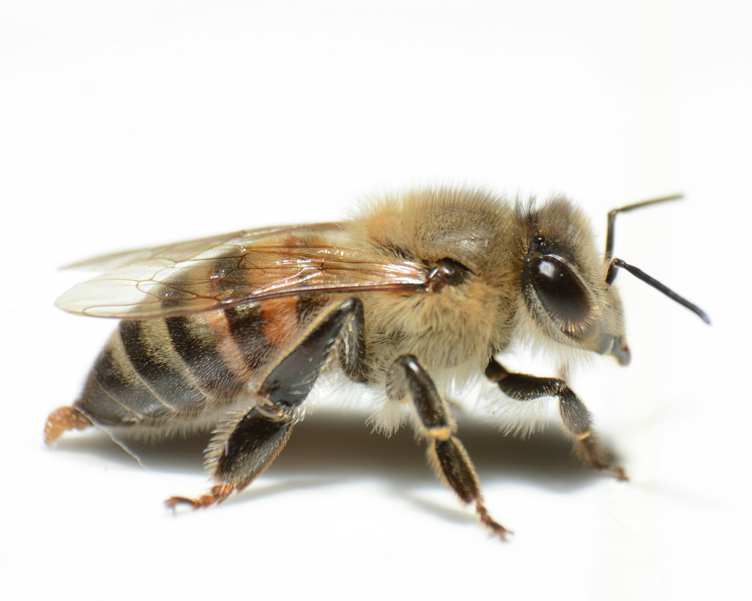 BeeAware… an Unexpected Encounter on the North Mills River