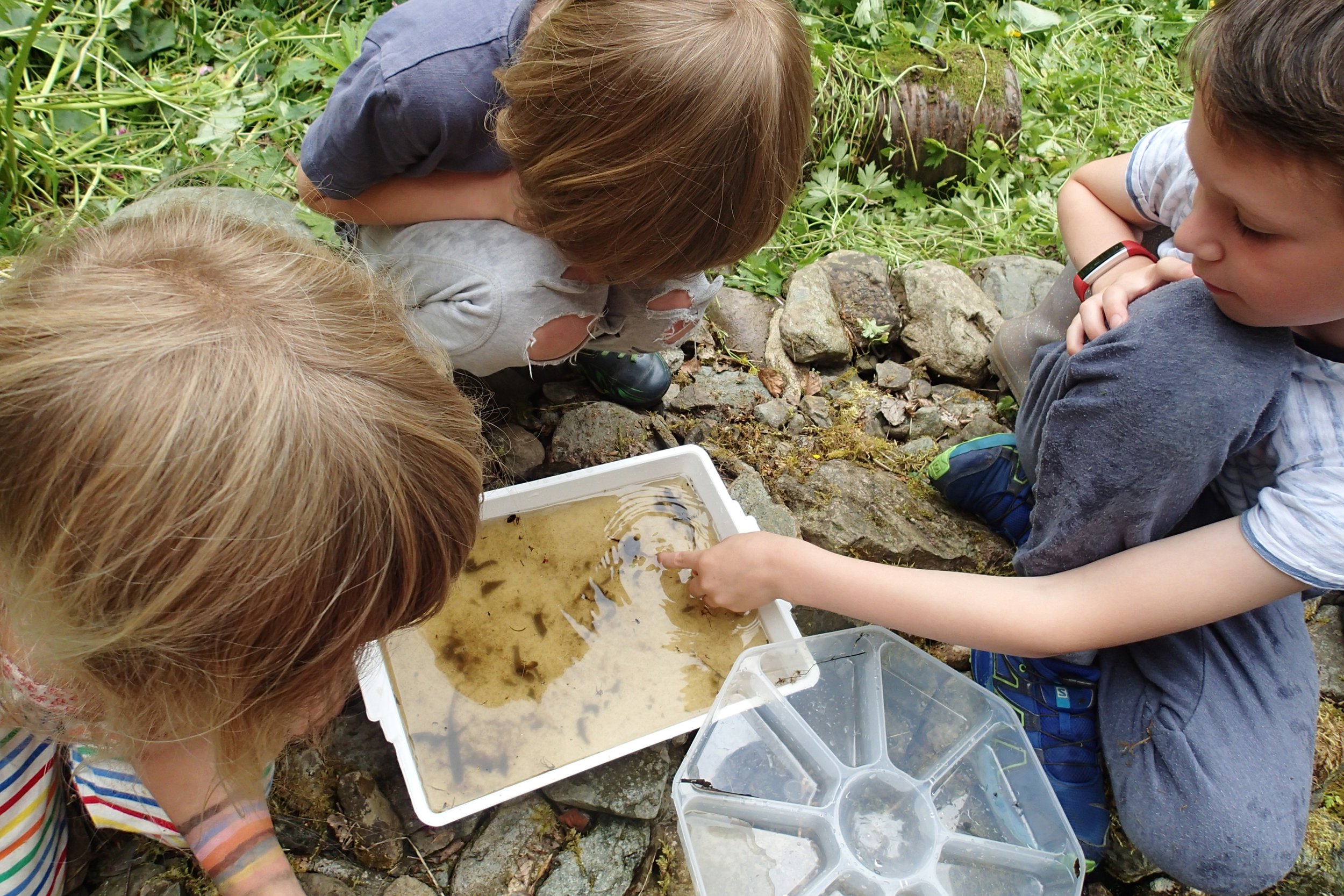 Four children exploring a stream with rocks and water, looking at something in a white container.