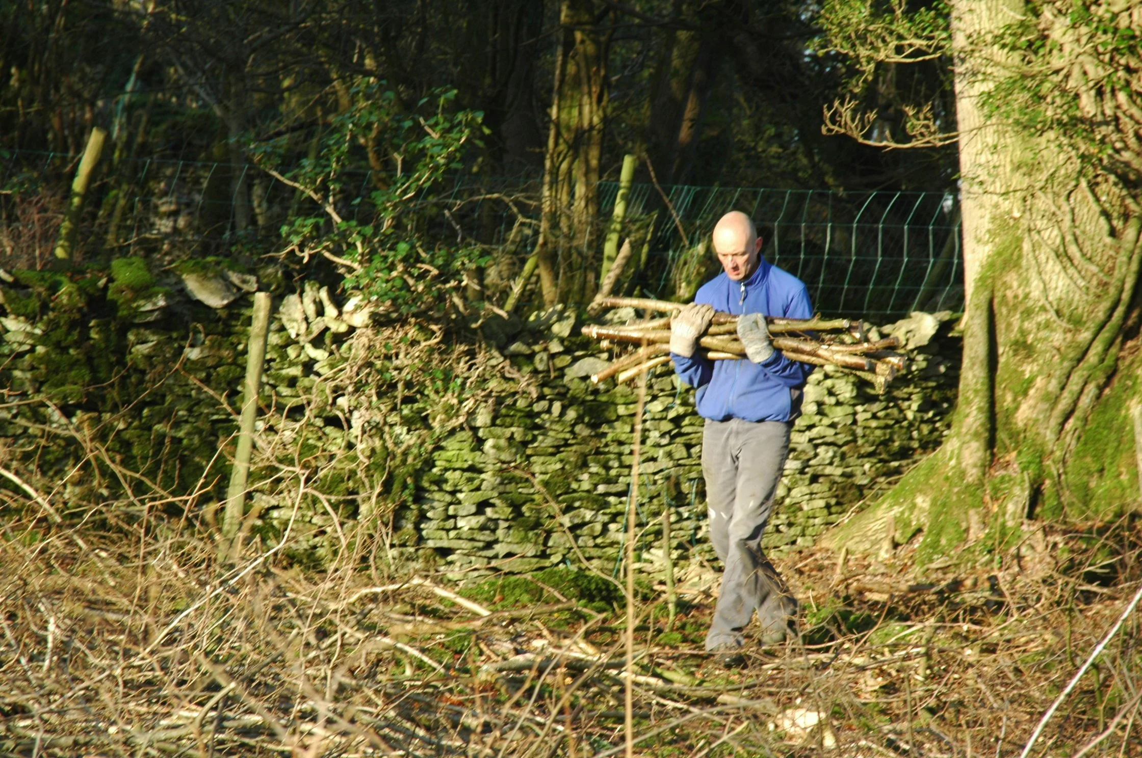 A man in a blue jacket and gray pants carrying a bundle of sticks through a wooded area with a stone wall and trees in the background.