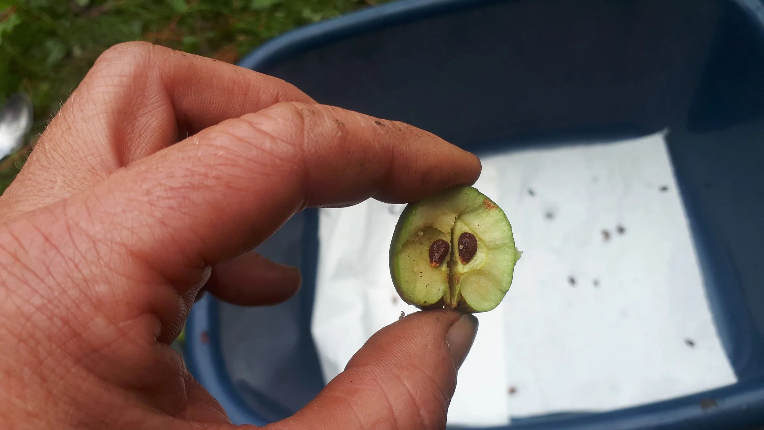 Person holding a small, green, halved fruit with reddish seeds over a blue container with white paper and soil in the background.