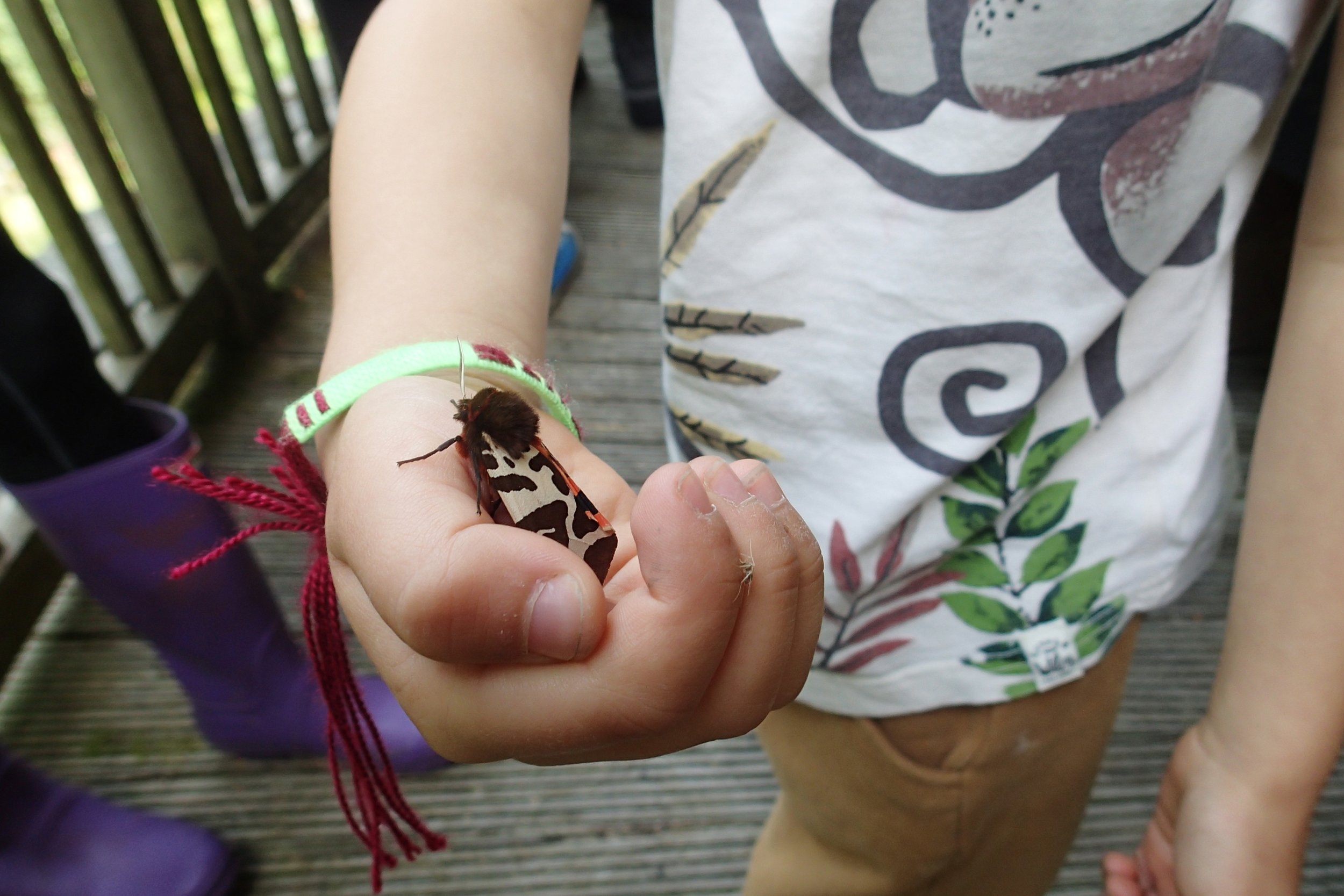 Child holding a moth with black and white patterned wings on their hand, outdoors on a wooden deck.