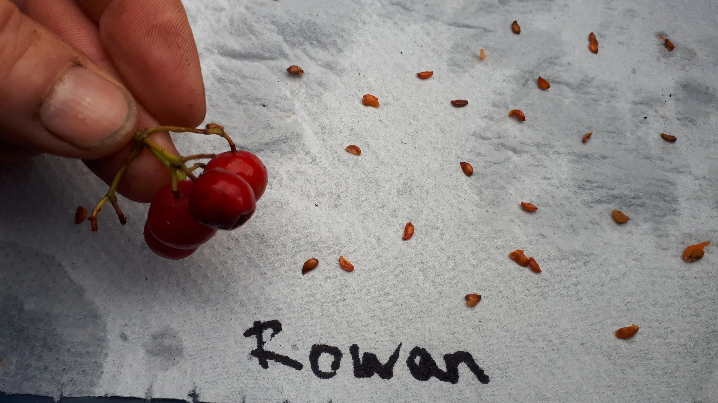 A hand holding a cluster of red cherries with some cherries and seeds scattered on a gray surface with the word 'rowan' written in black.