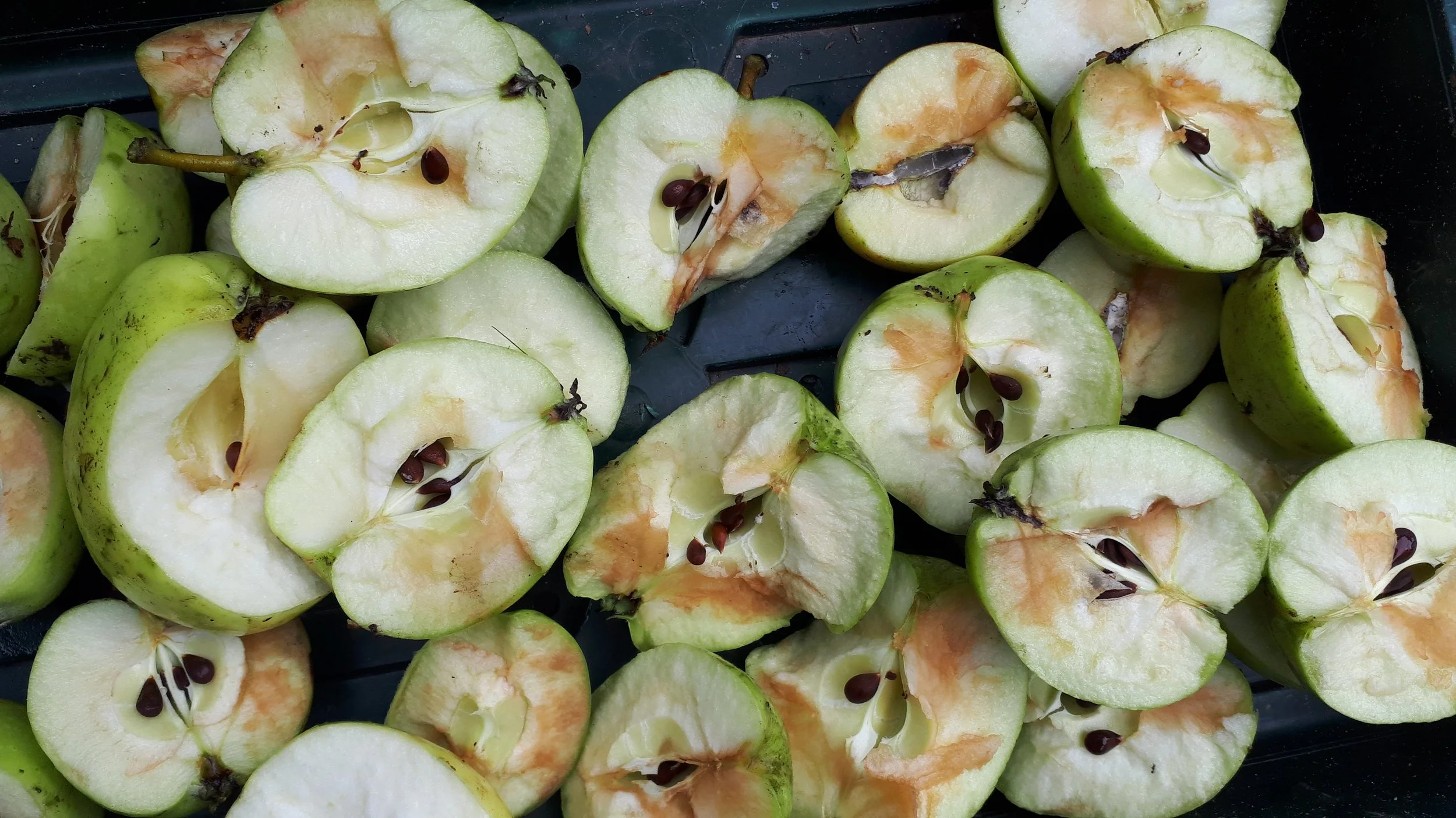 Green apples that are cut in half, showing their seeds and inner flesh.