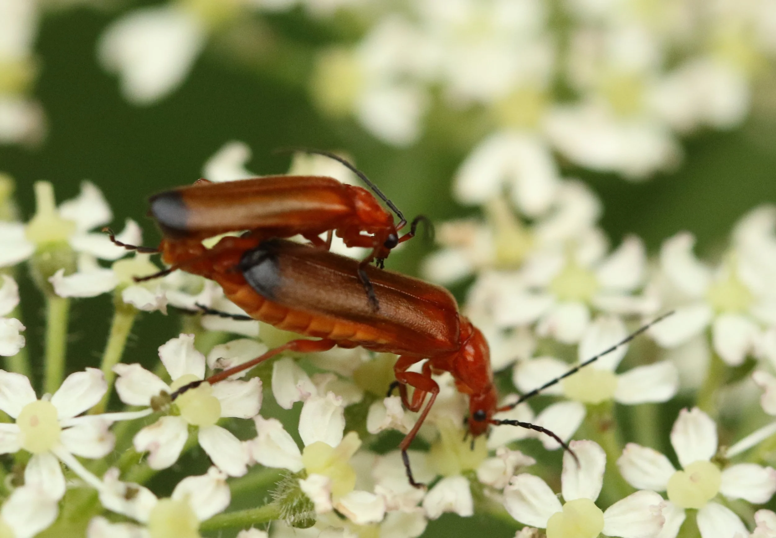 Close-up of two red and black beetles mating on small white flowers.