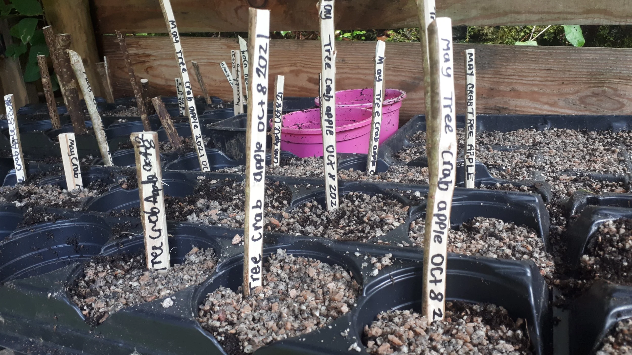 Young tree seedlings planted in black seedling trays with multiple labels in soil, with a pink plastic container in the background.