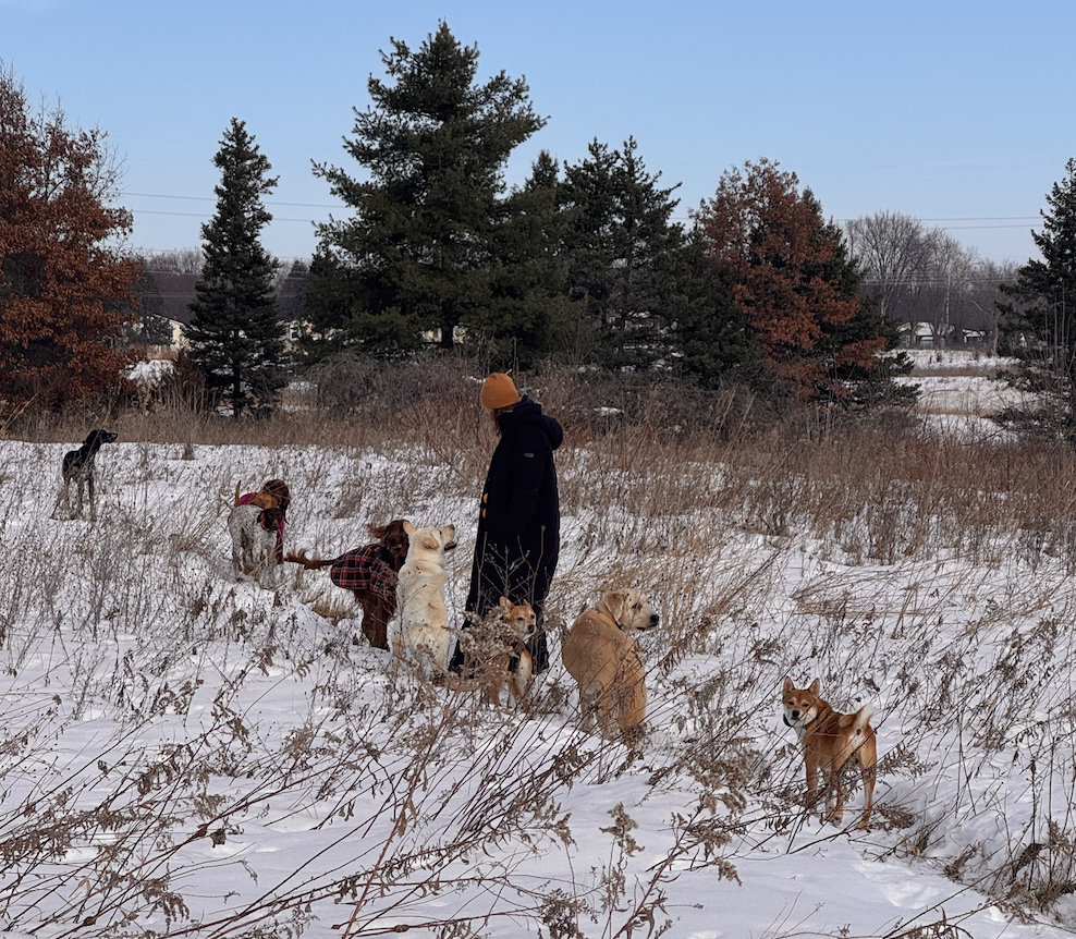 Person in a black coat and orange hat surrounded by several dogs in a snow-covered field with trees in the background.