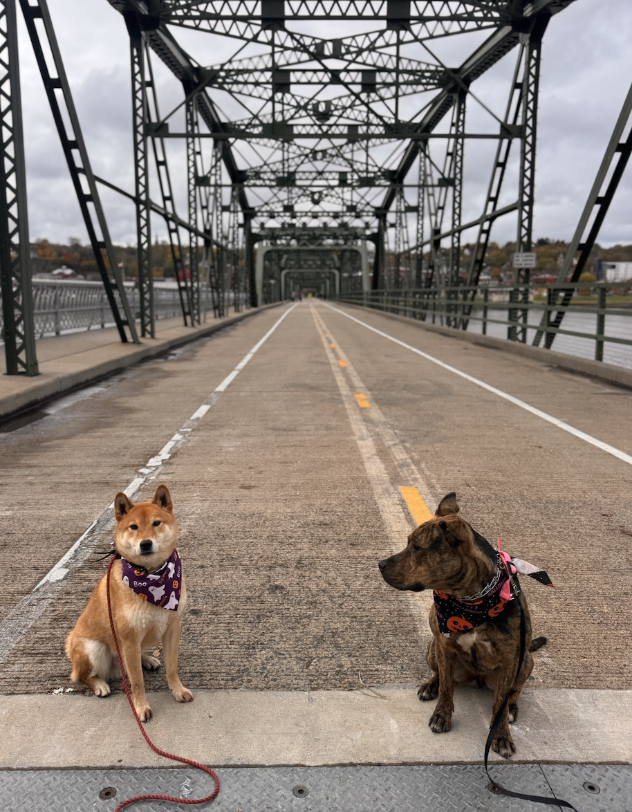 Two dogs sitting on a bridge with metal framework and water on either side, overcast sky in the background.