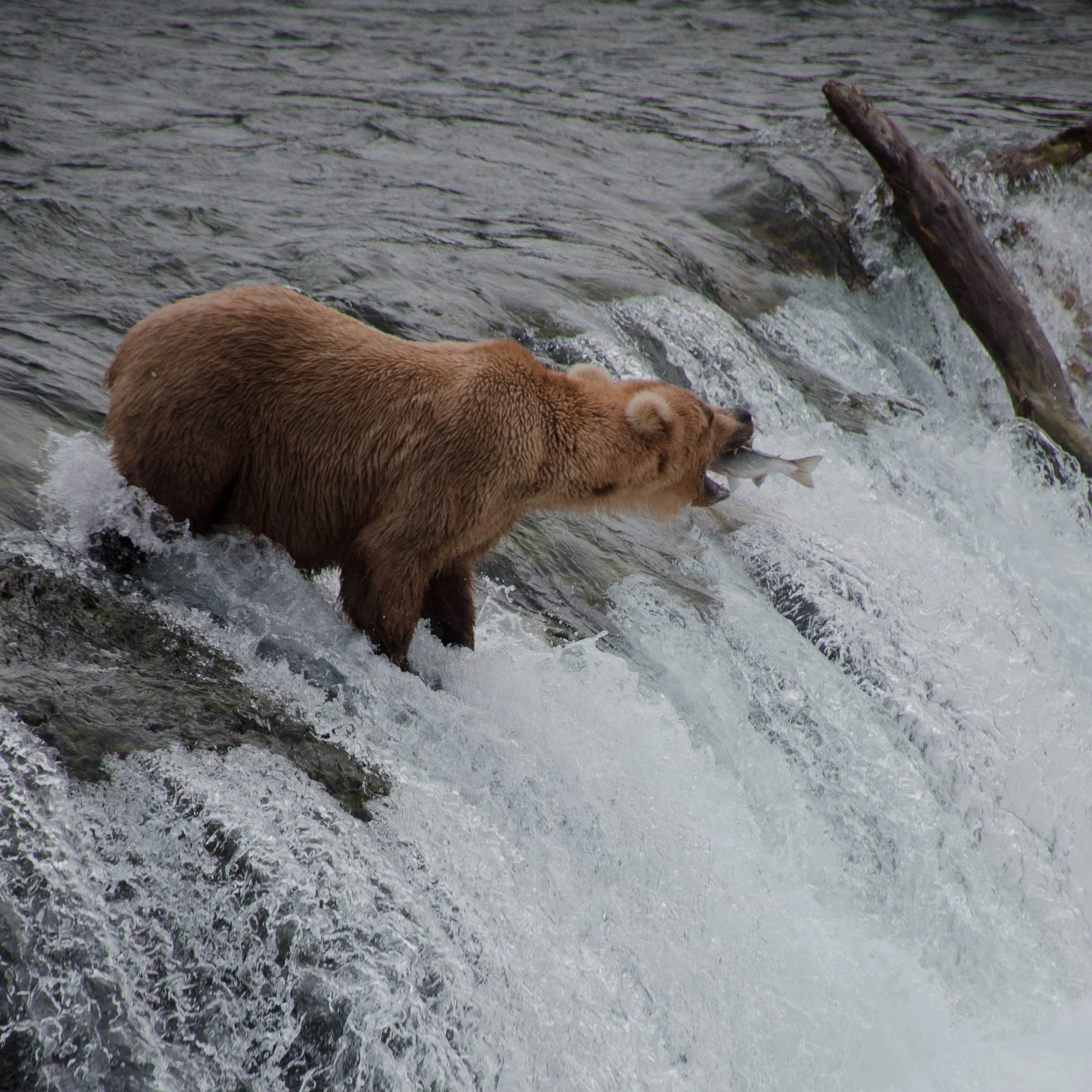Katmai