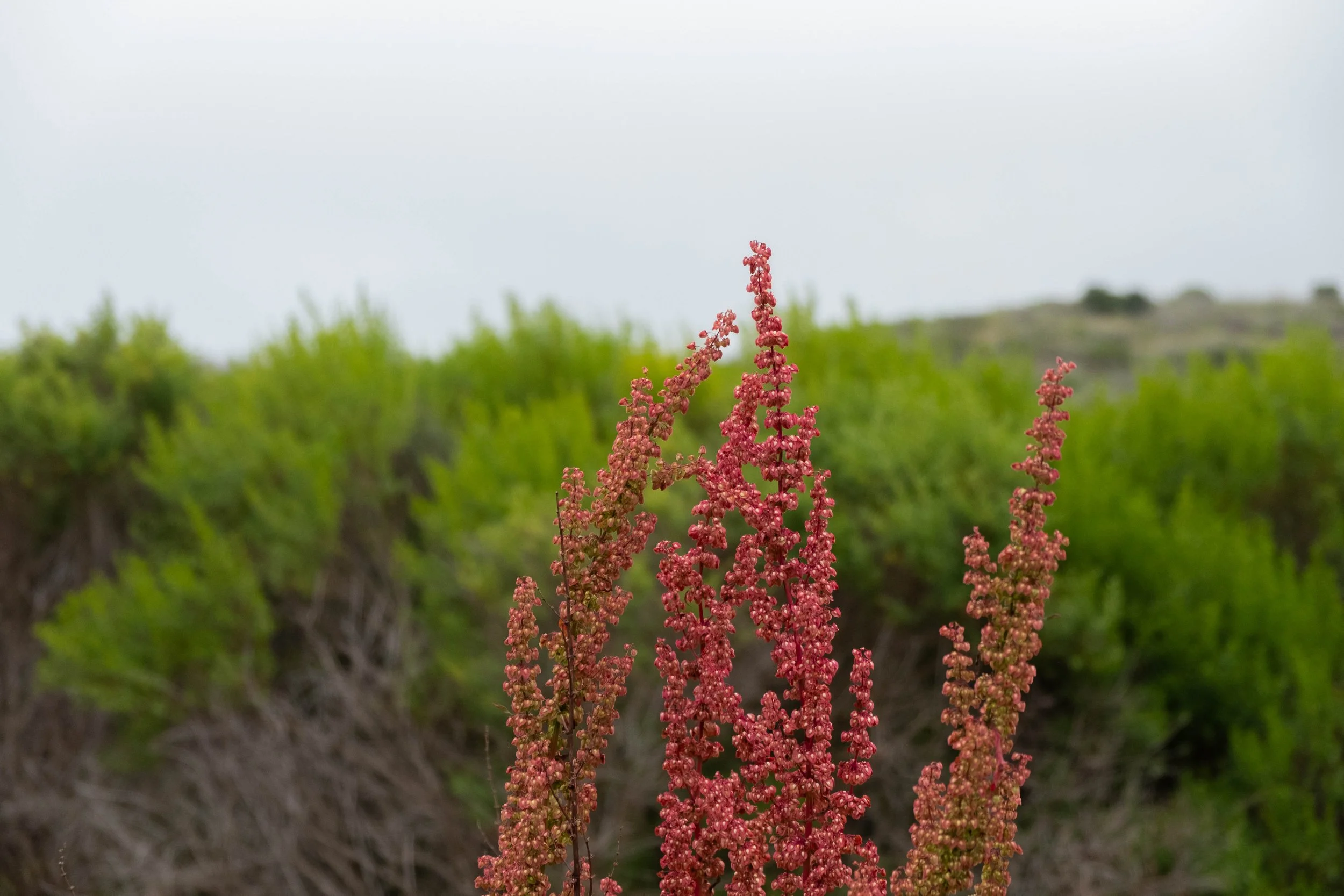 DSCF9558.jpg