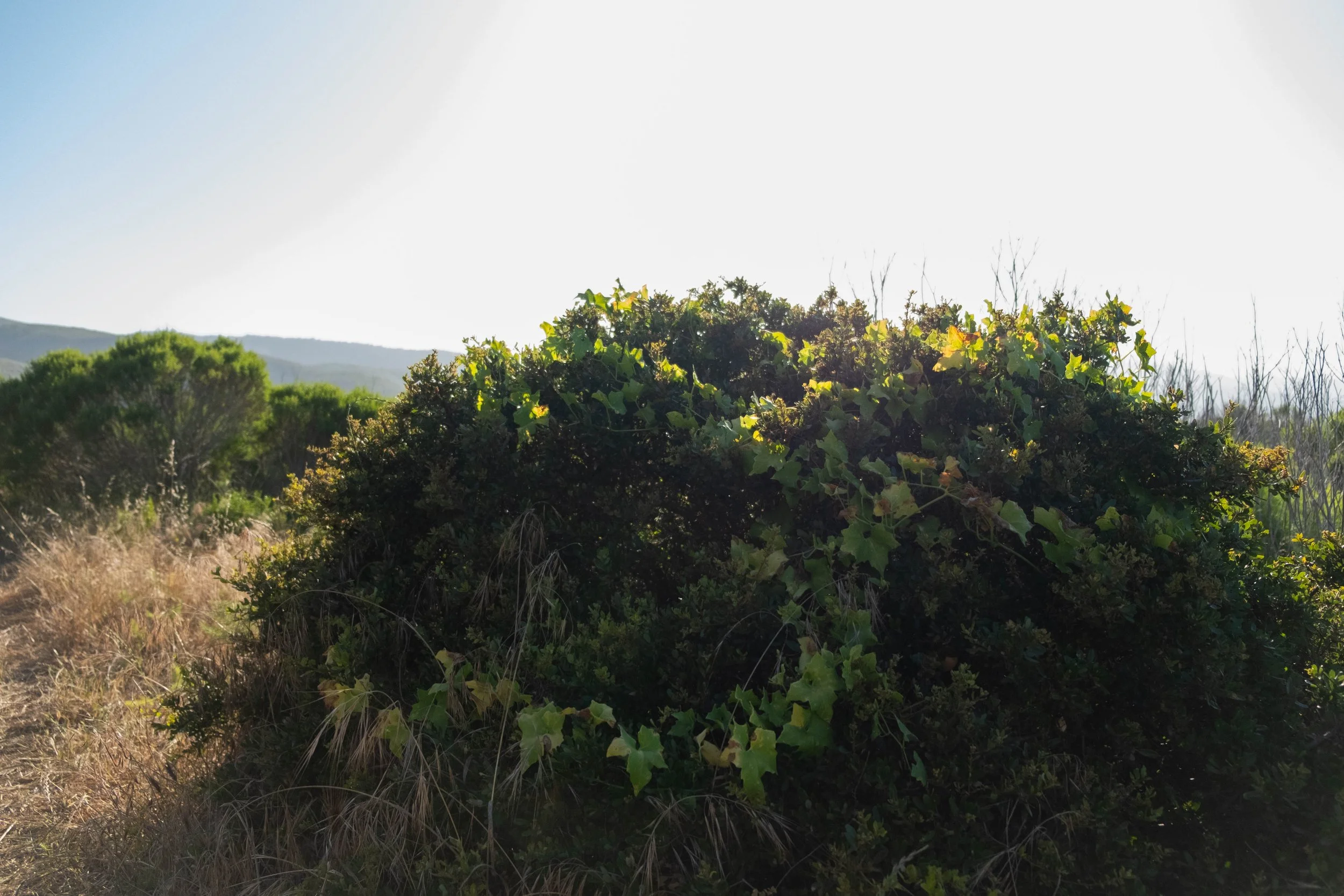 DSCF9595.jpg