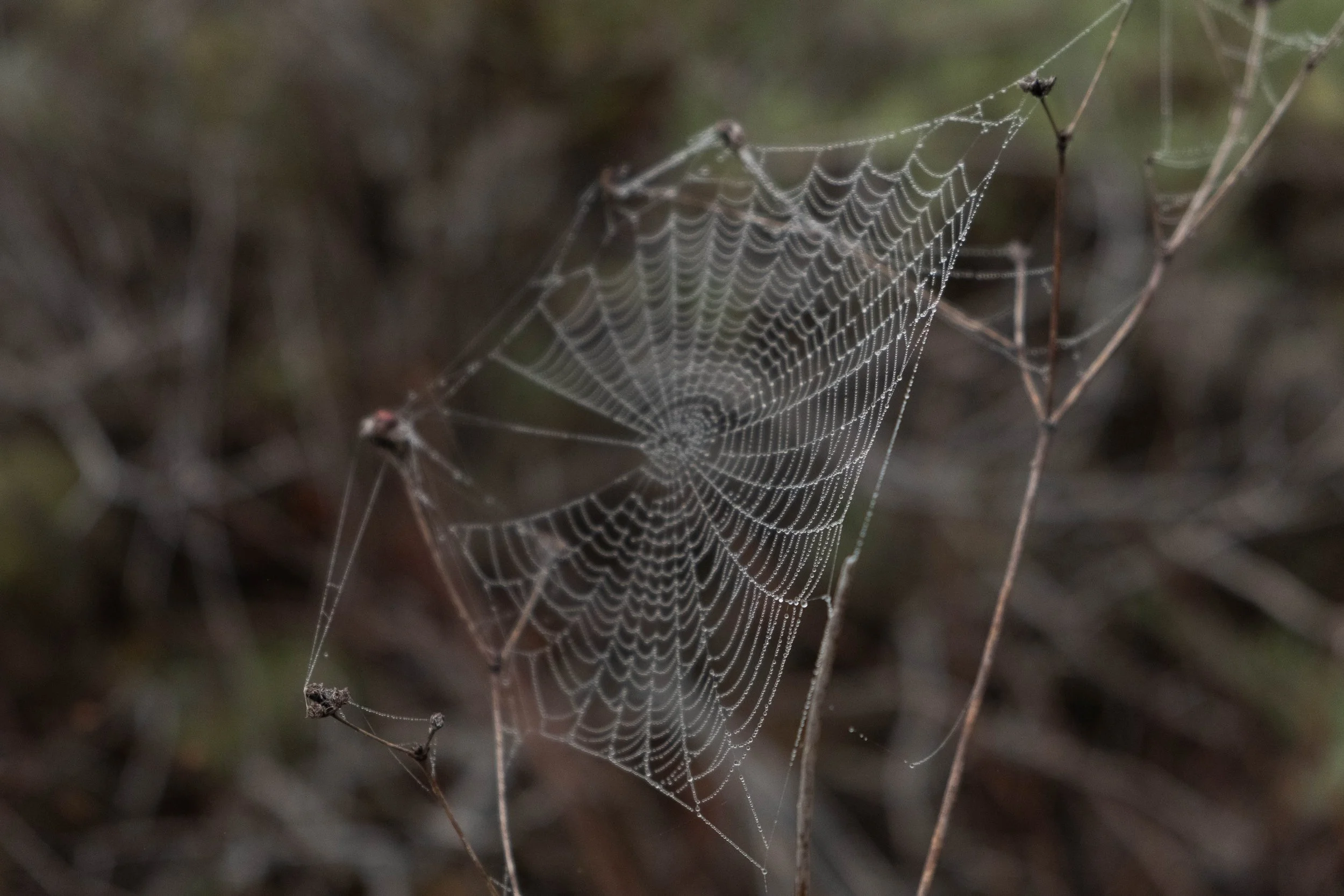 DSCF9664.jpg