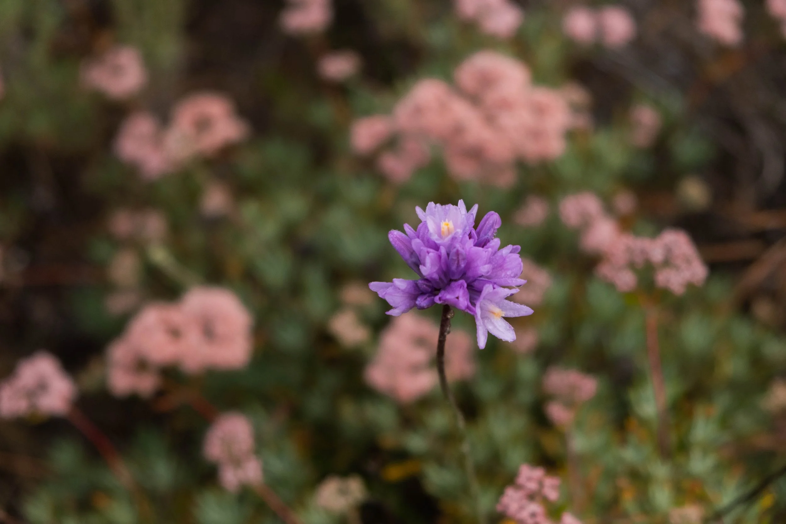 DSCF9673.jpg