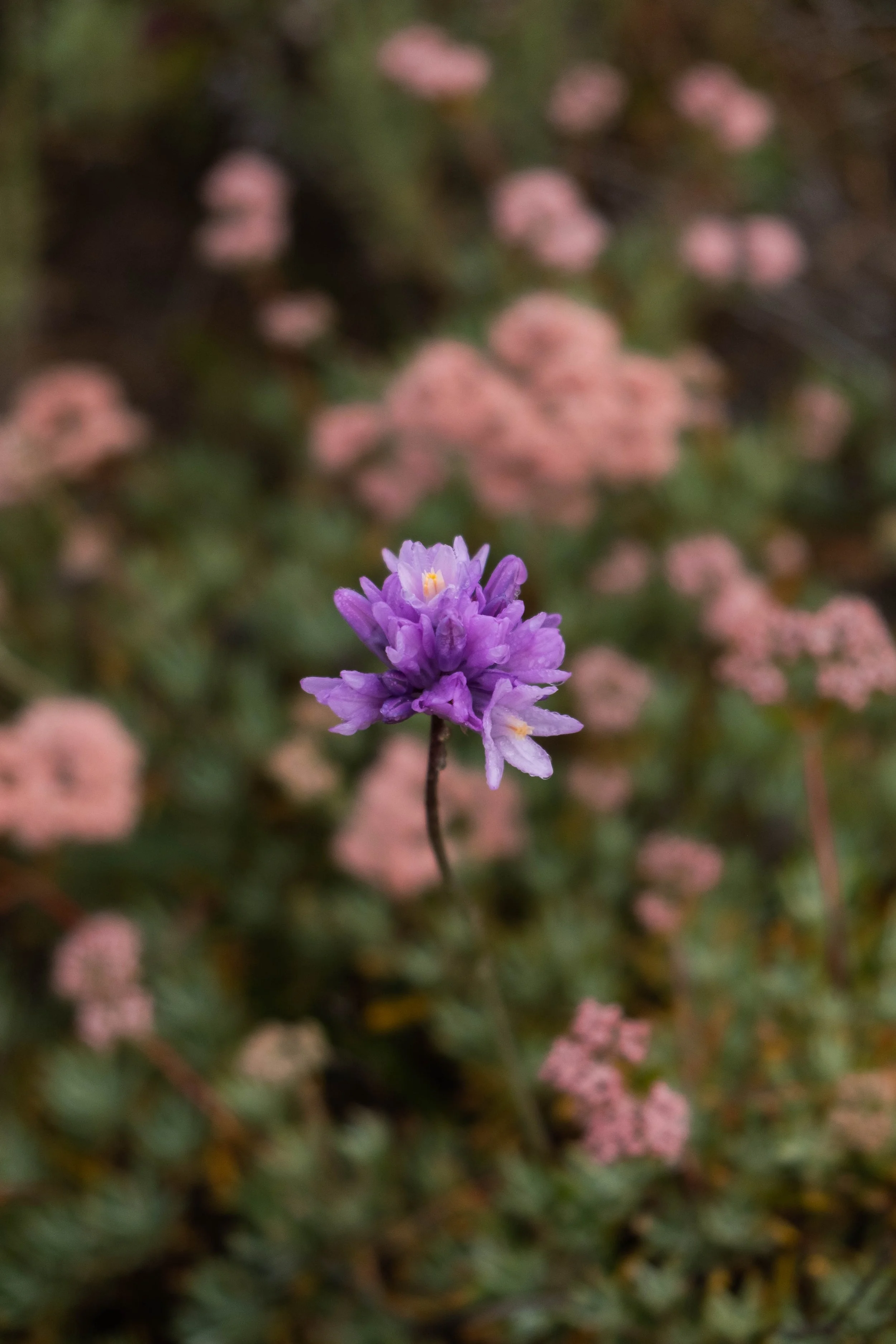 DSCF9674.jpg