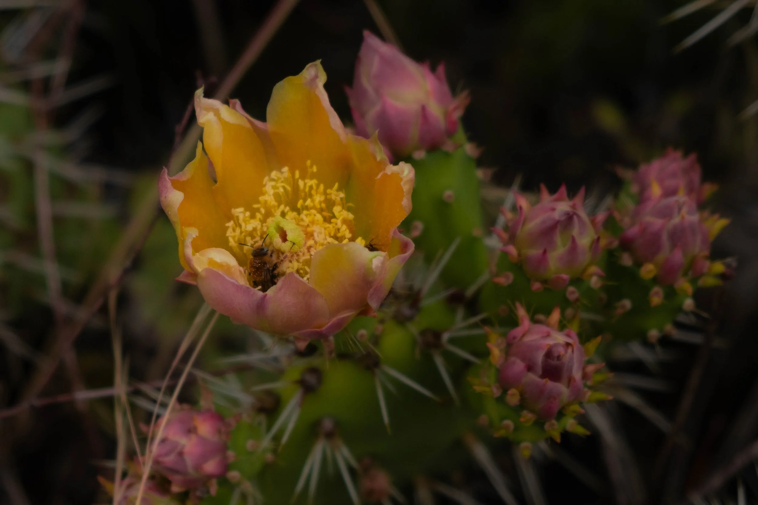DSCF9679.jpg