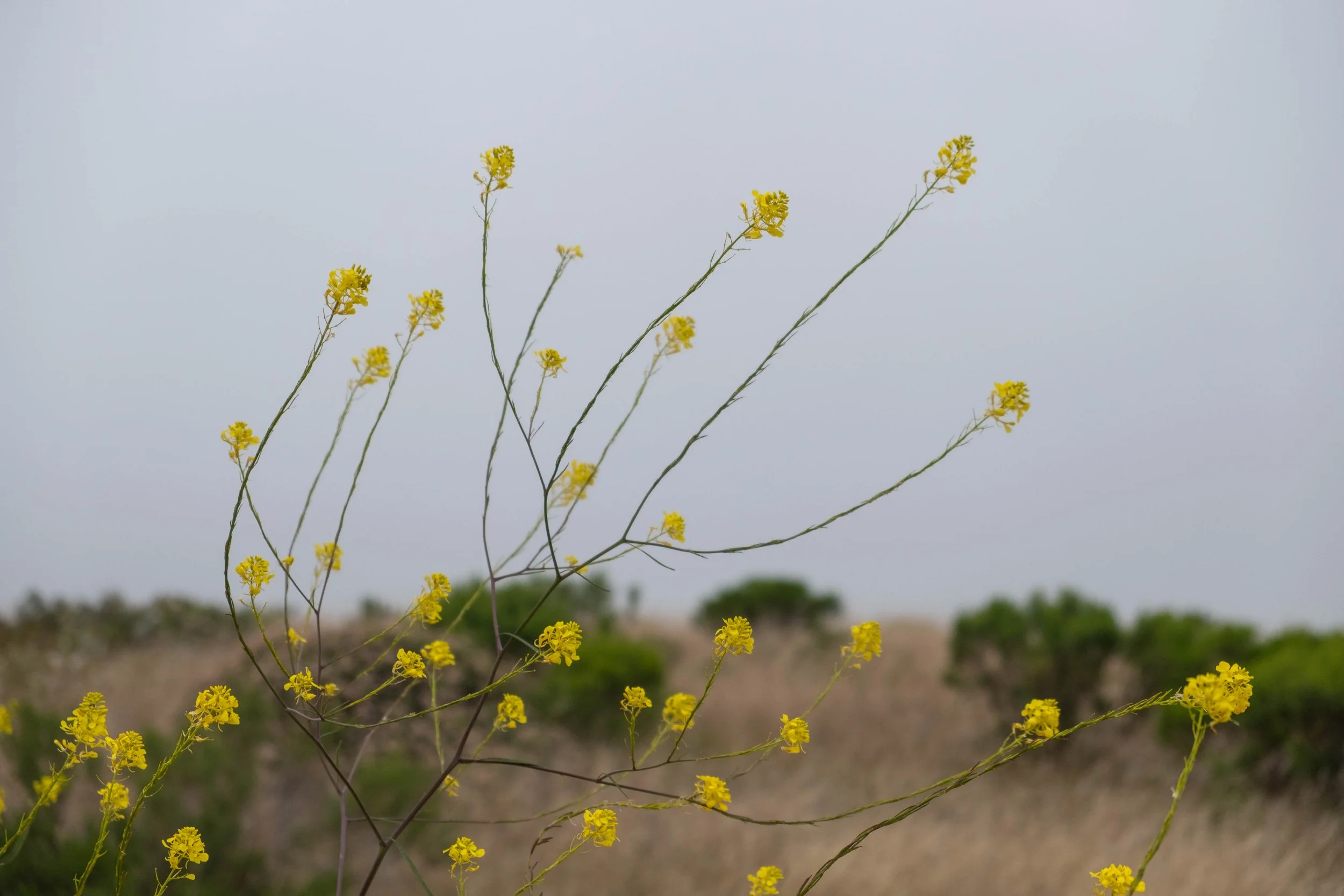 DSCF9724.jpg
