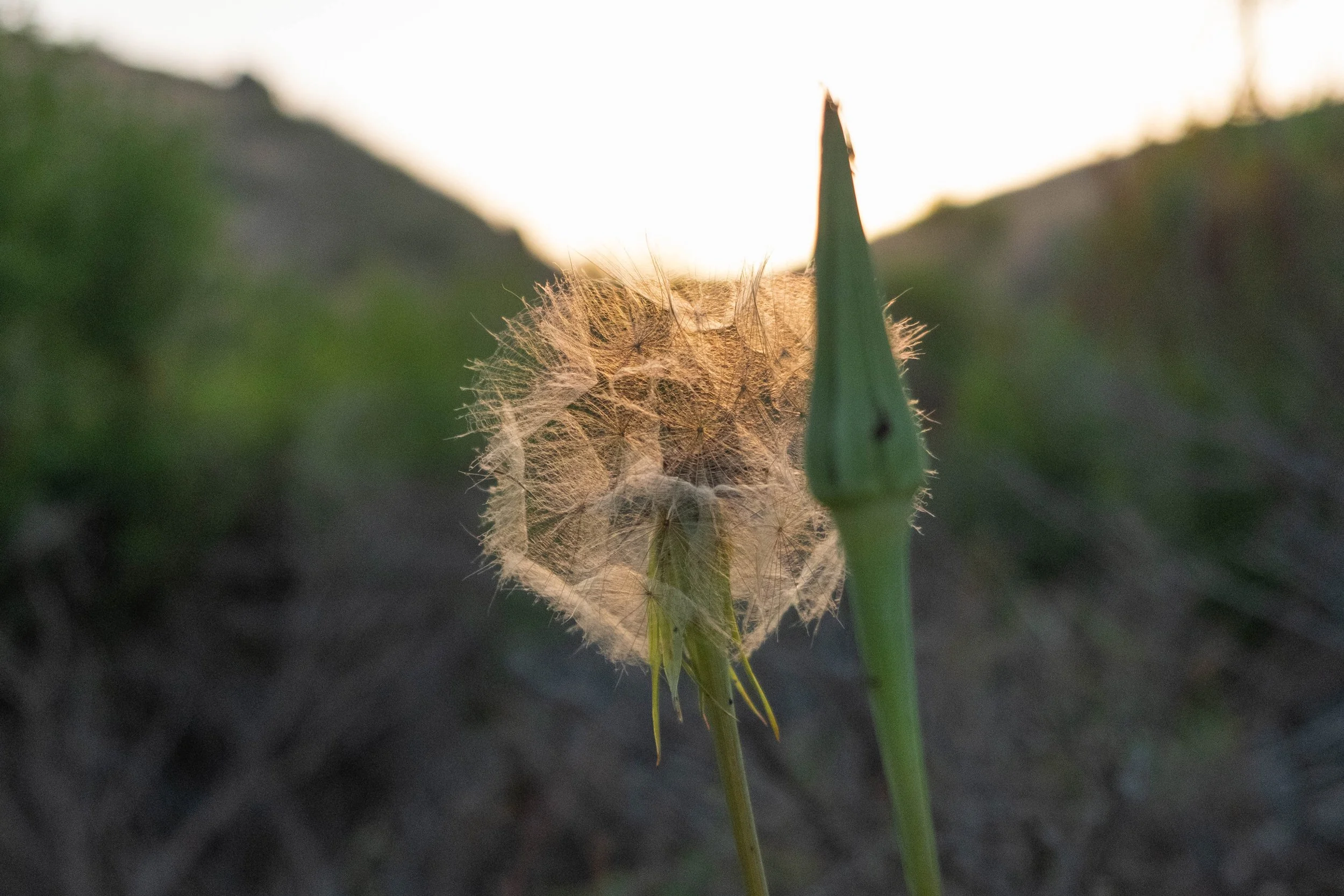 DSCF9782.jpg