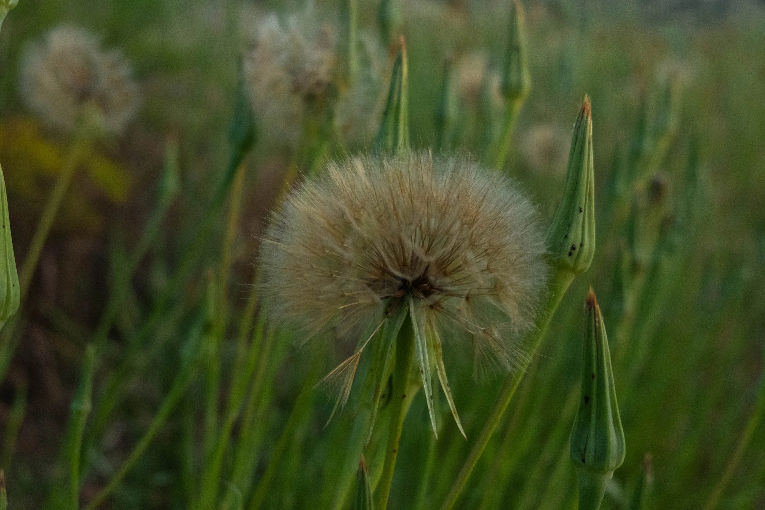 DSCF9783.jpg