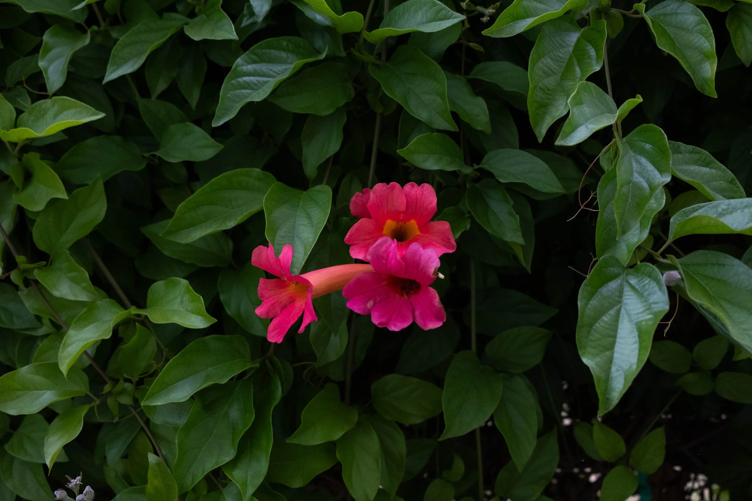 DSCF9815.jpg
