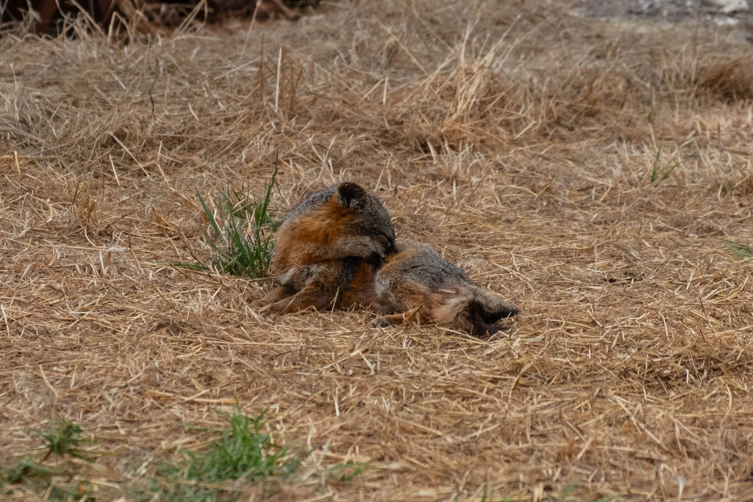DSCF9820.jpg