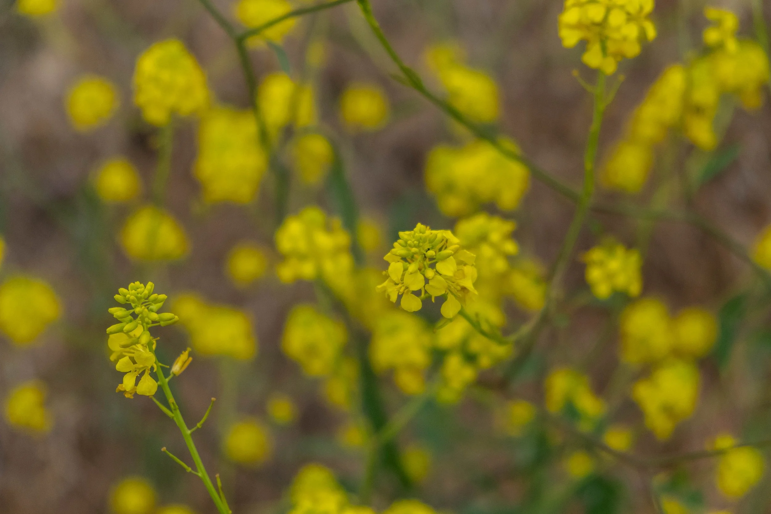 DSCF9832.jpg