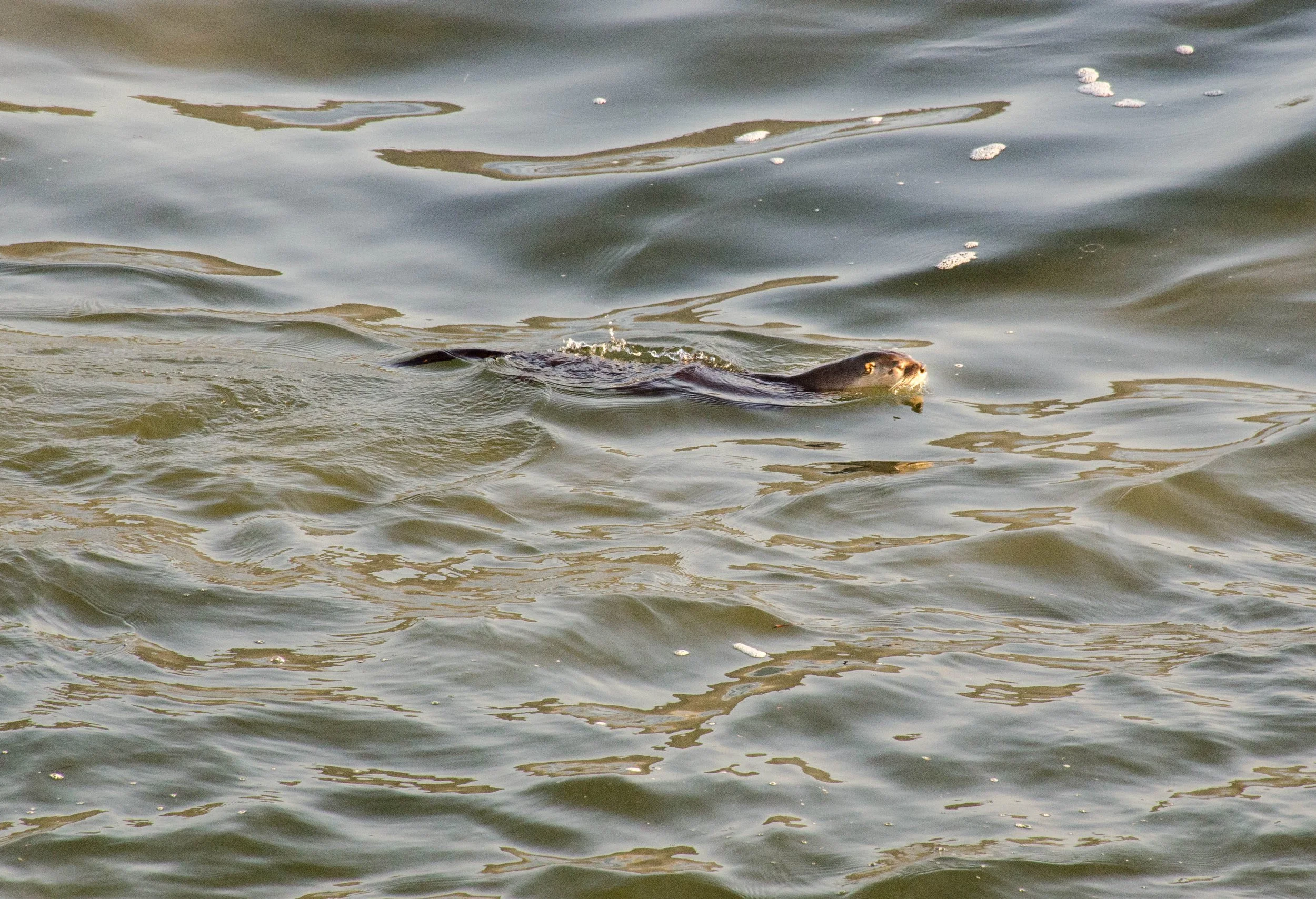 DSC_8897.jpg
