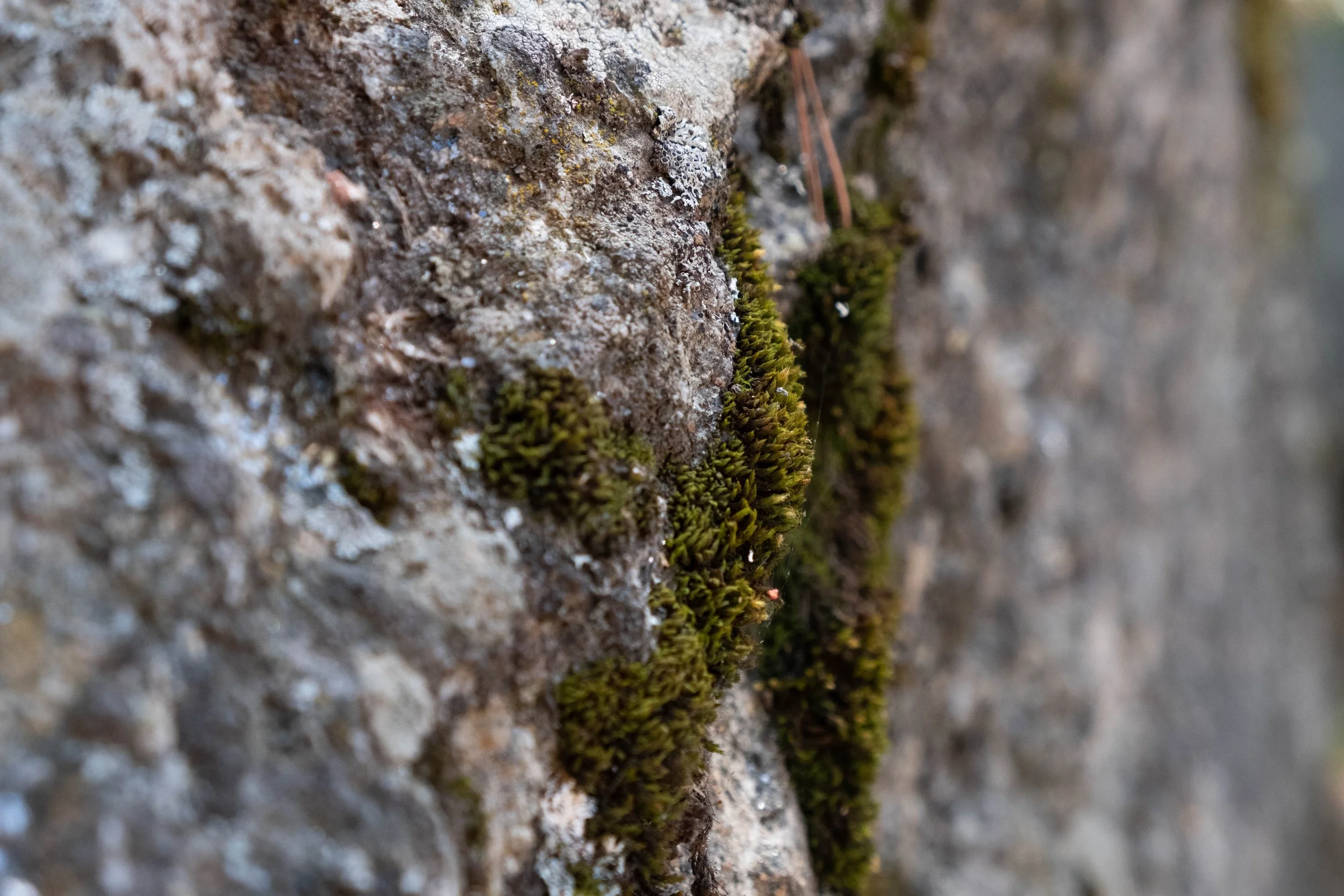 DSCF9922.jpg