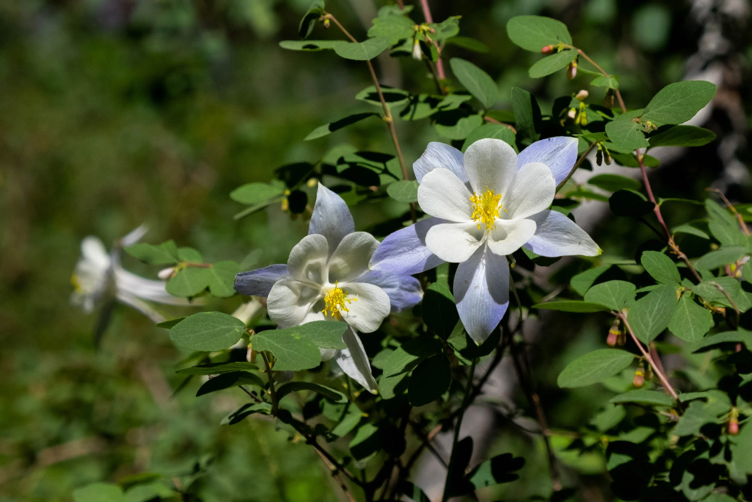 DSCF9956.jpg