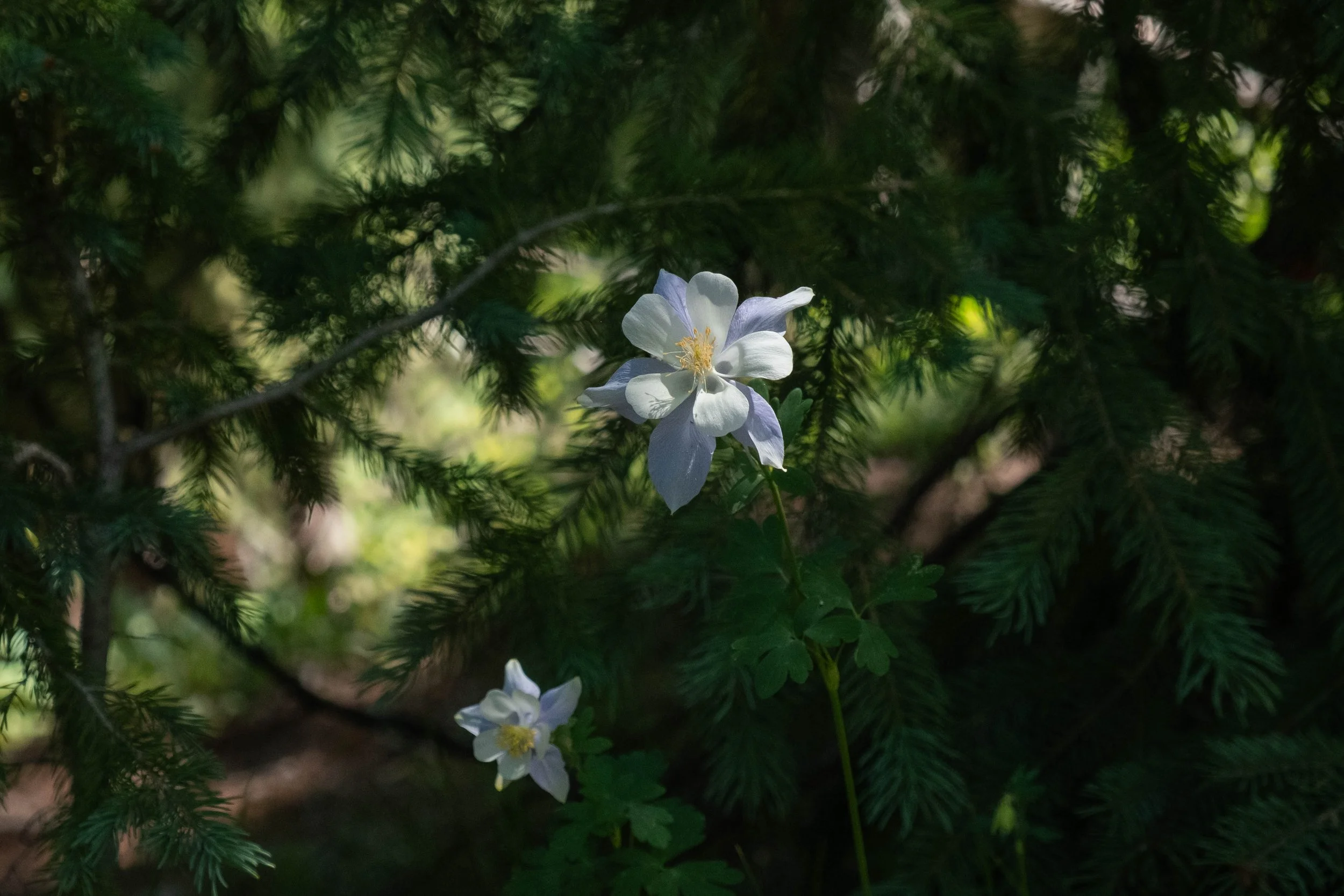 DSCF9963.jpg