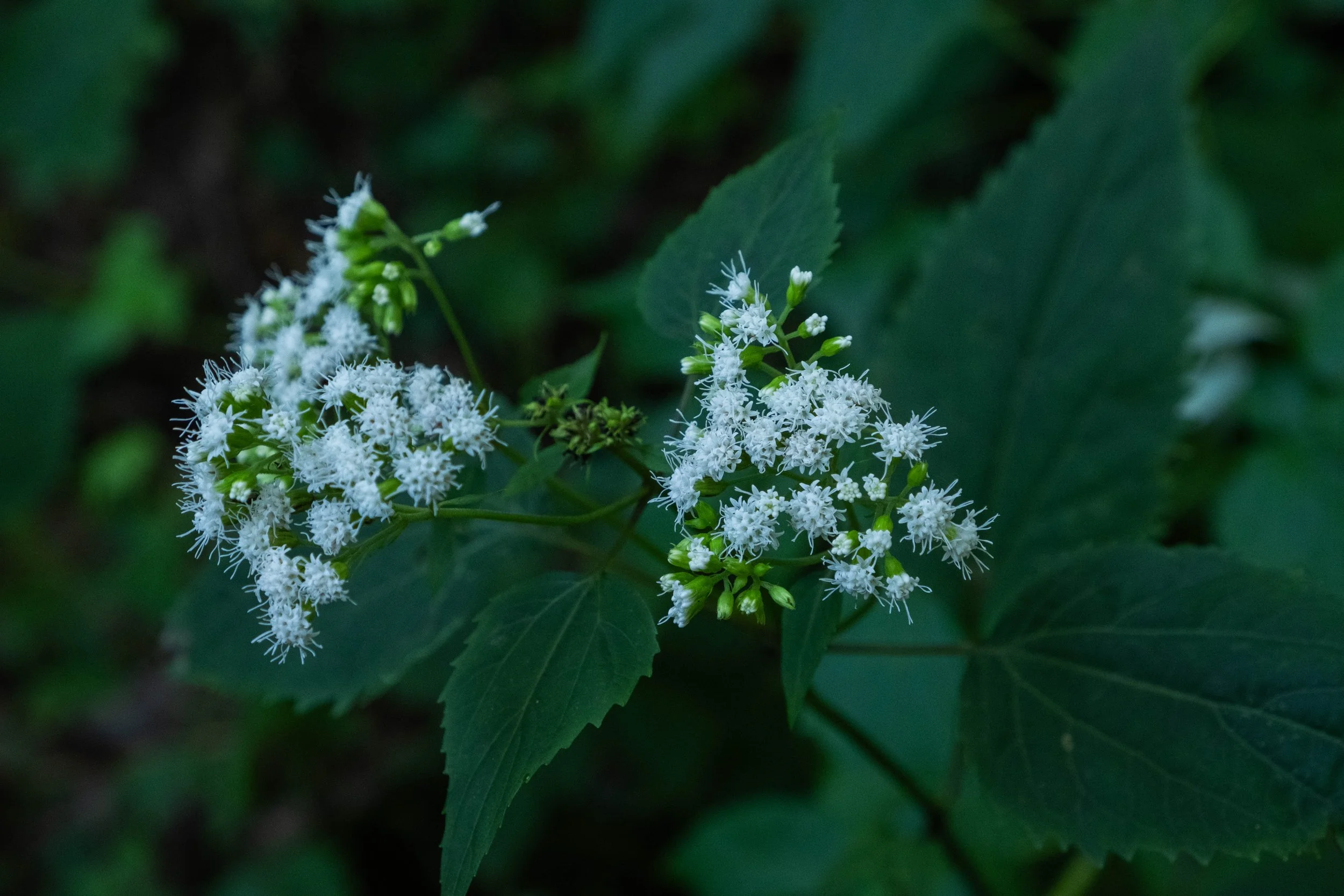 DSCF0411.jpg