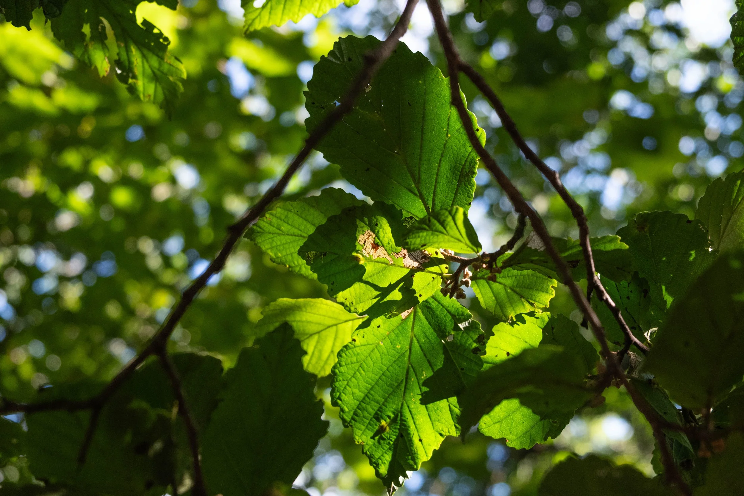 DSCF0426.jpg