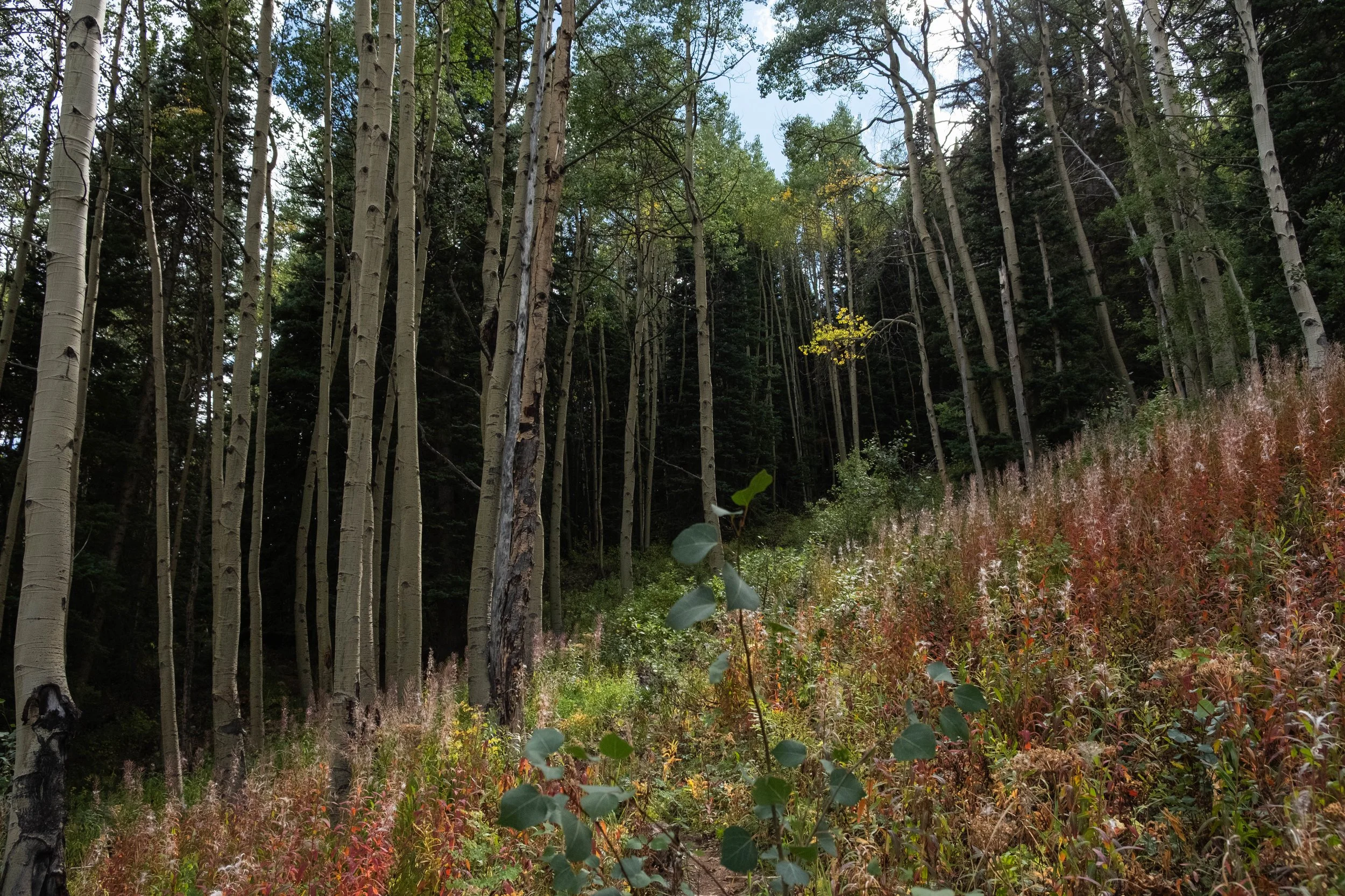 DSCF0586.jpg